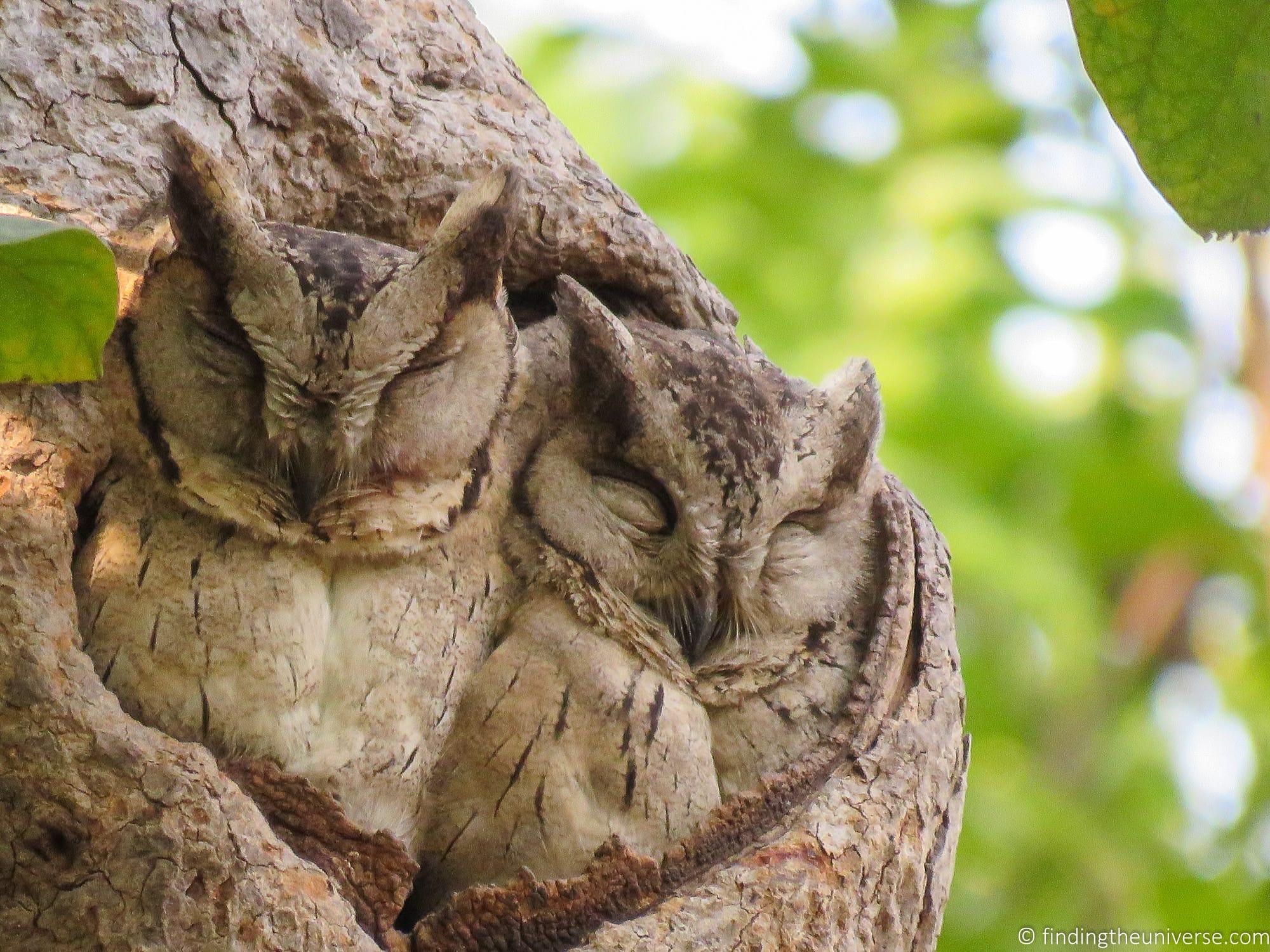 Best cameras for wildlife photography in 2023 - Amateur Photographer