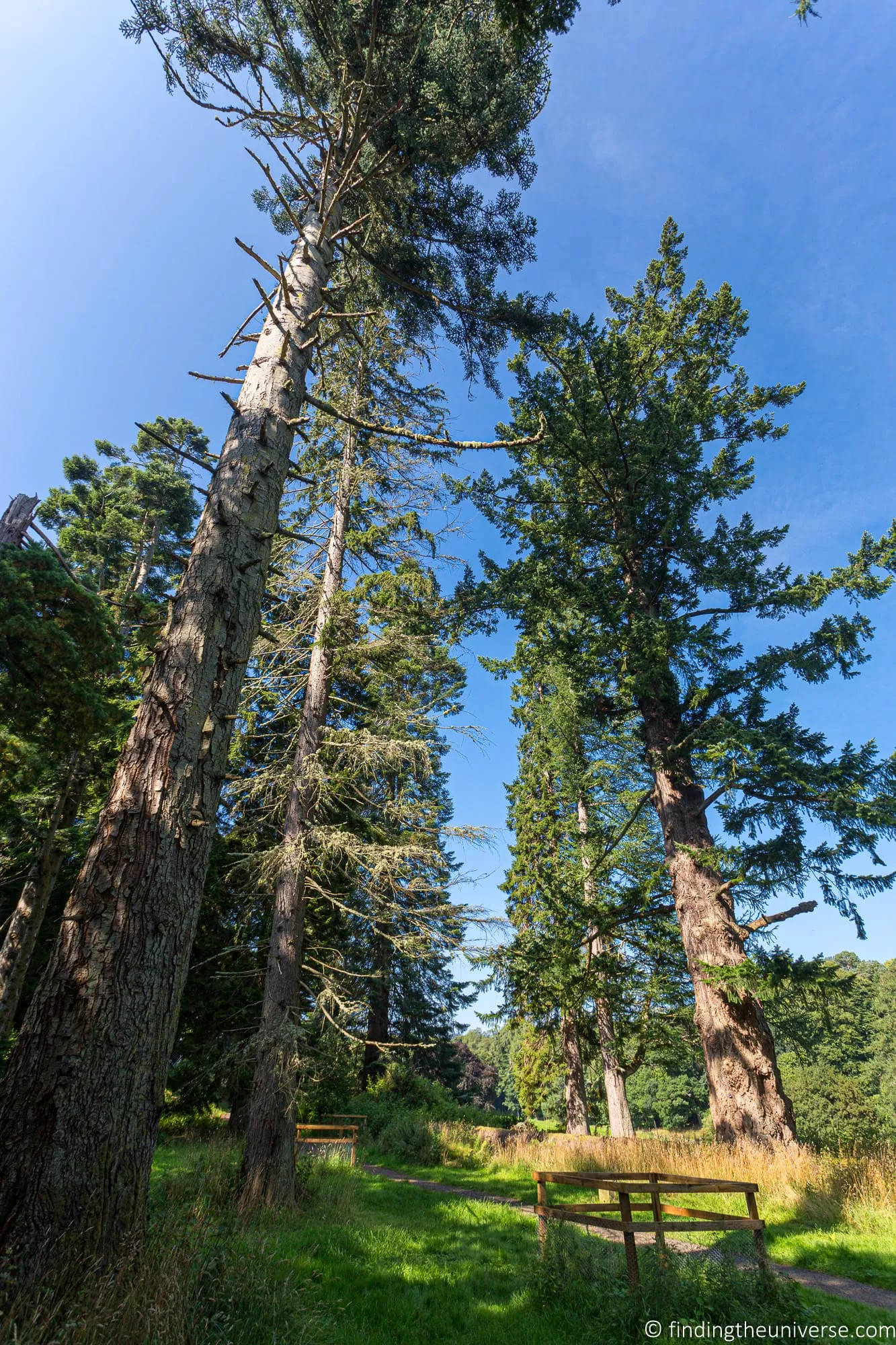 Outlander Filming Location – forest