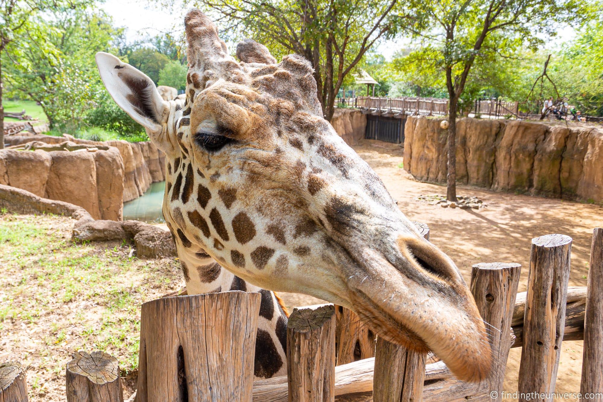 Dallas Zoo