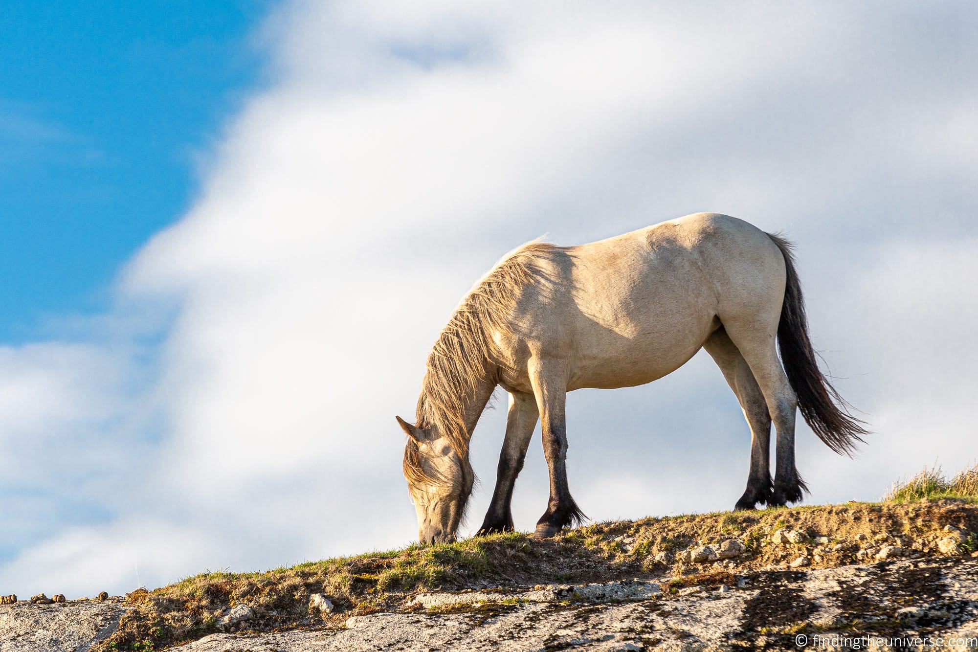 Wild pony Bodmin Moor Cornwall