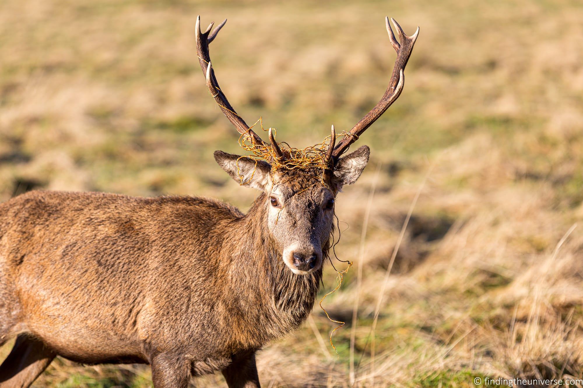 Red Deer Stag in Glen Coe
