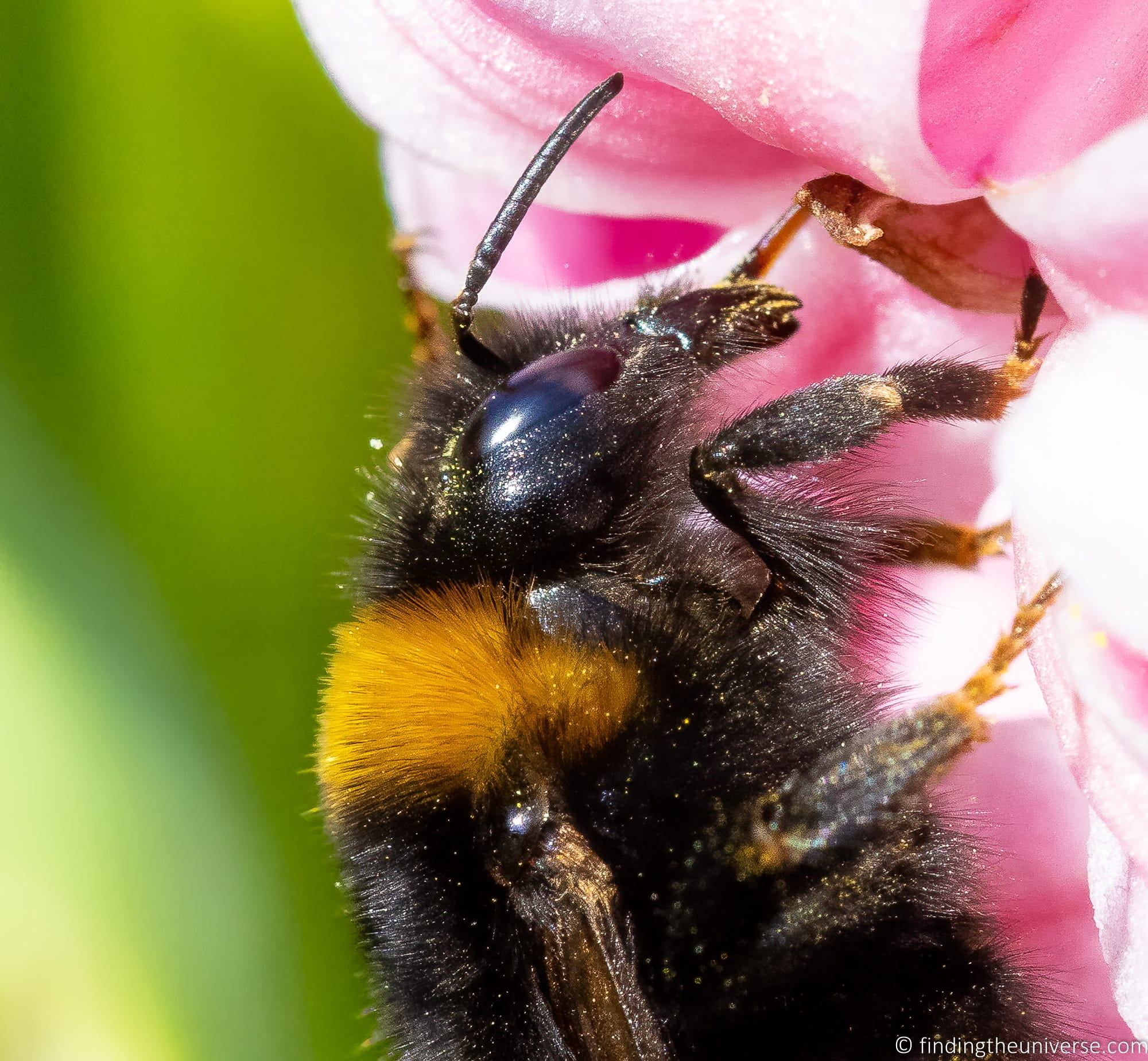 Bee close up