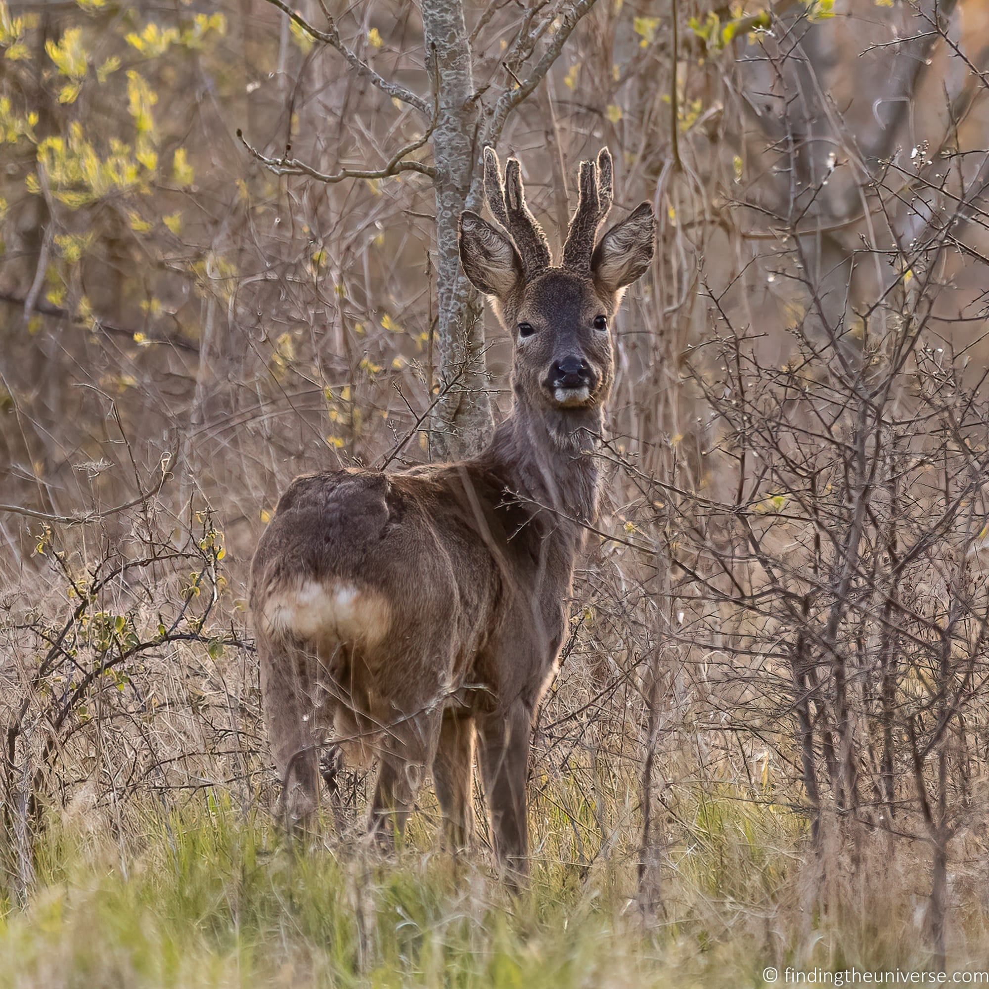 Deer