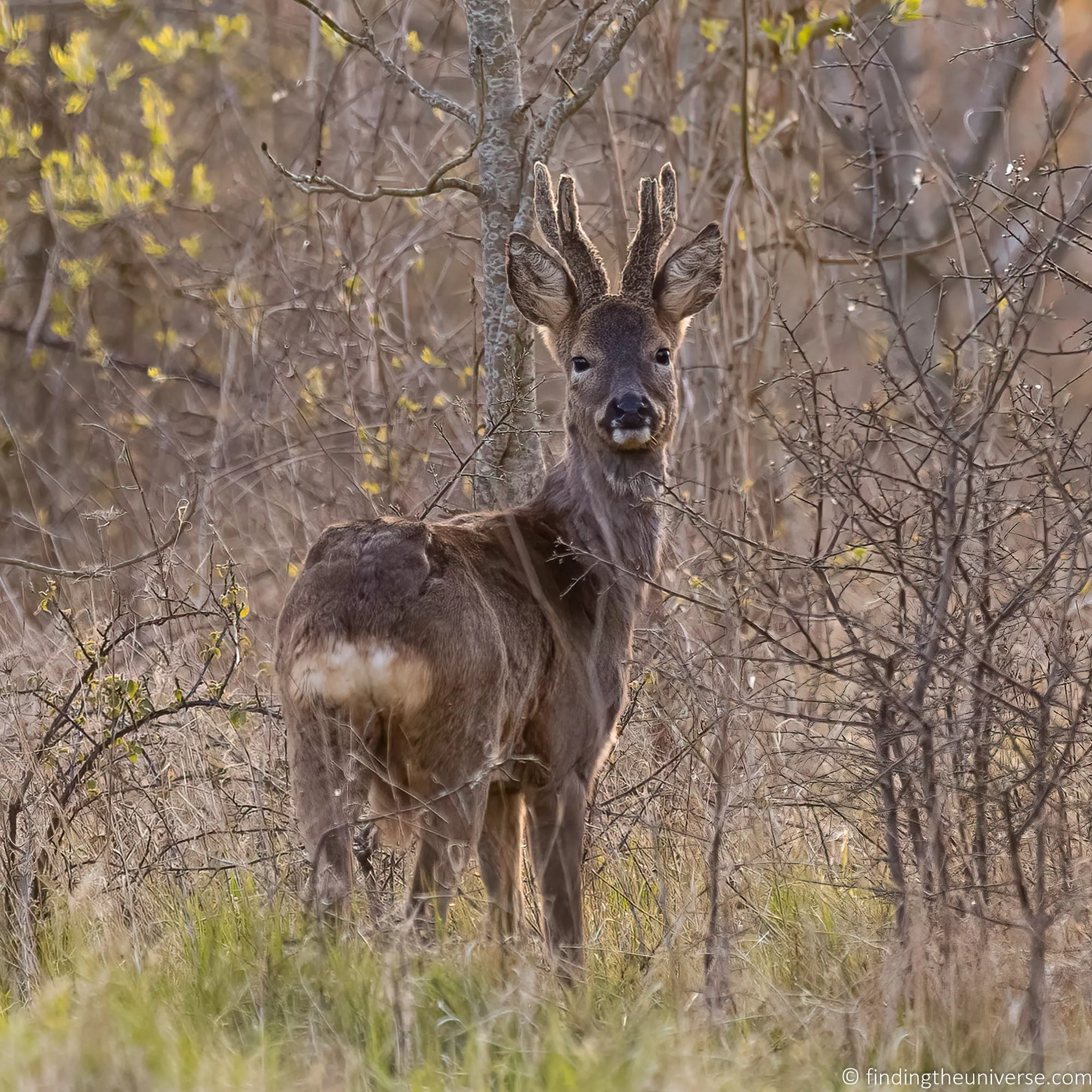 Deer