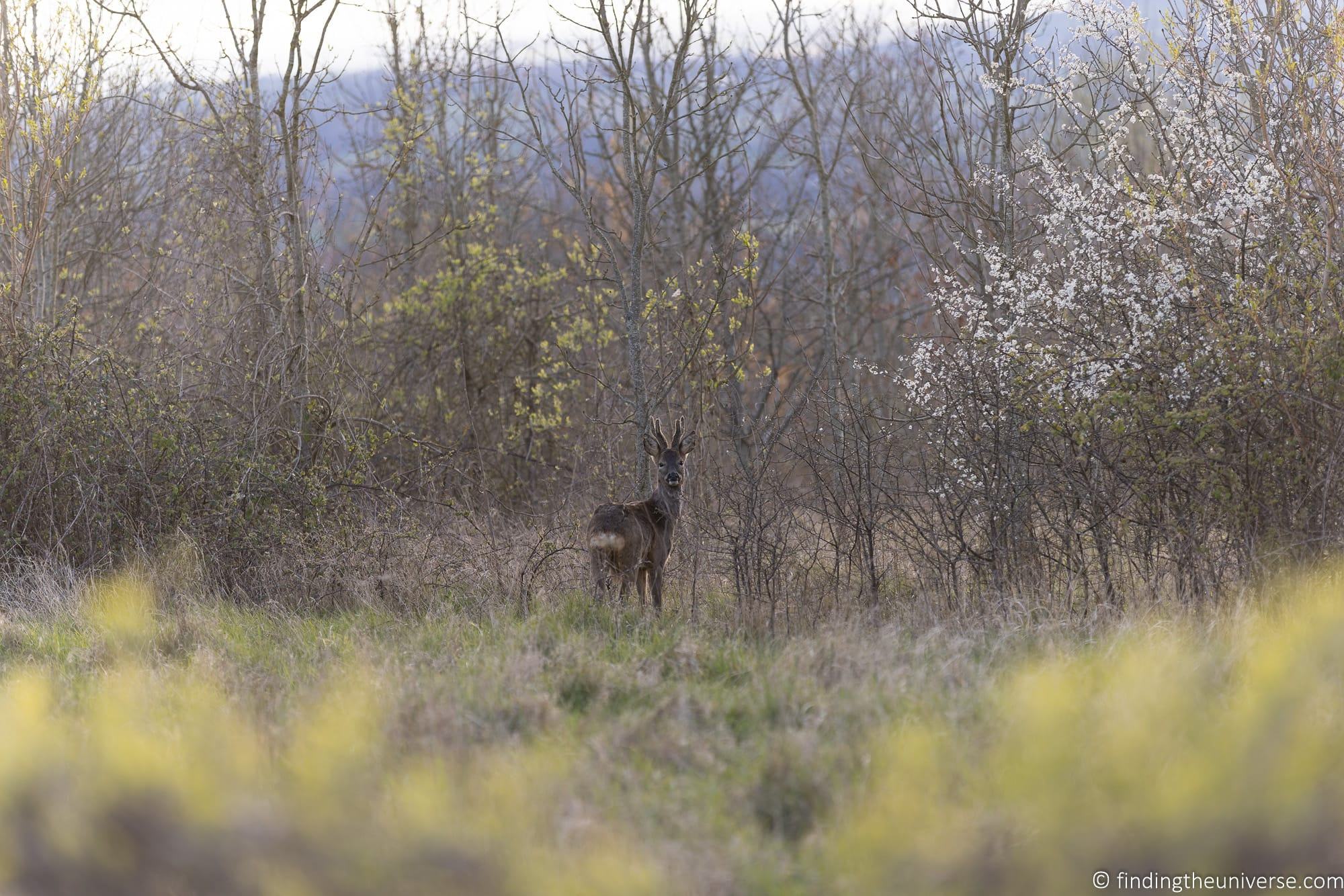 Deer