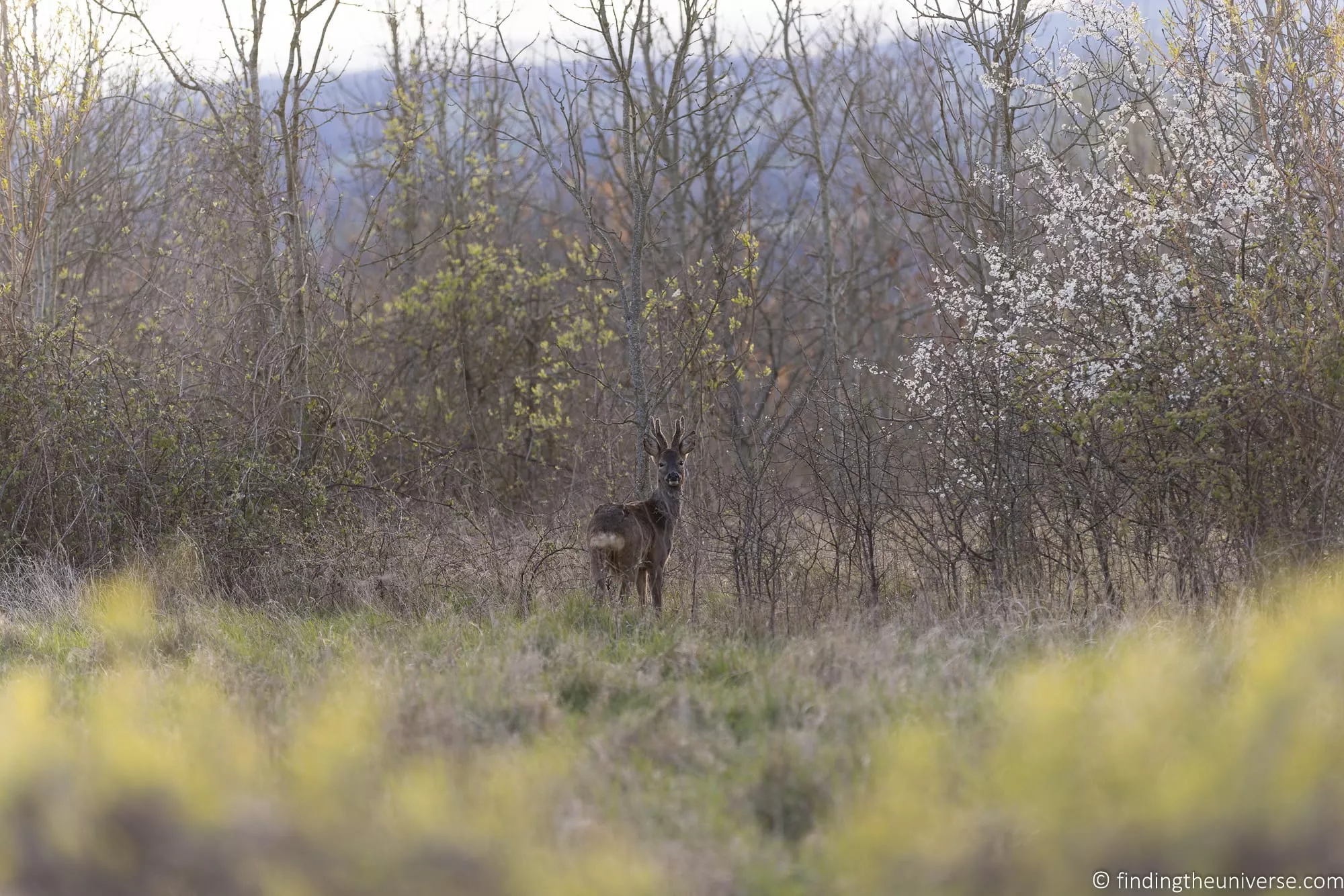Deer