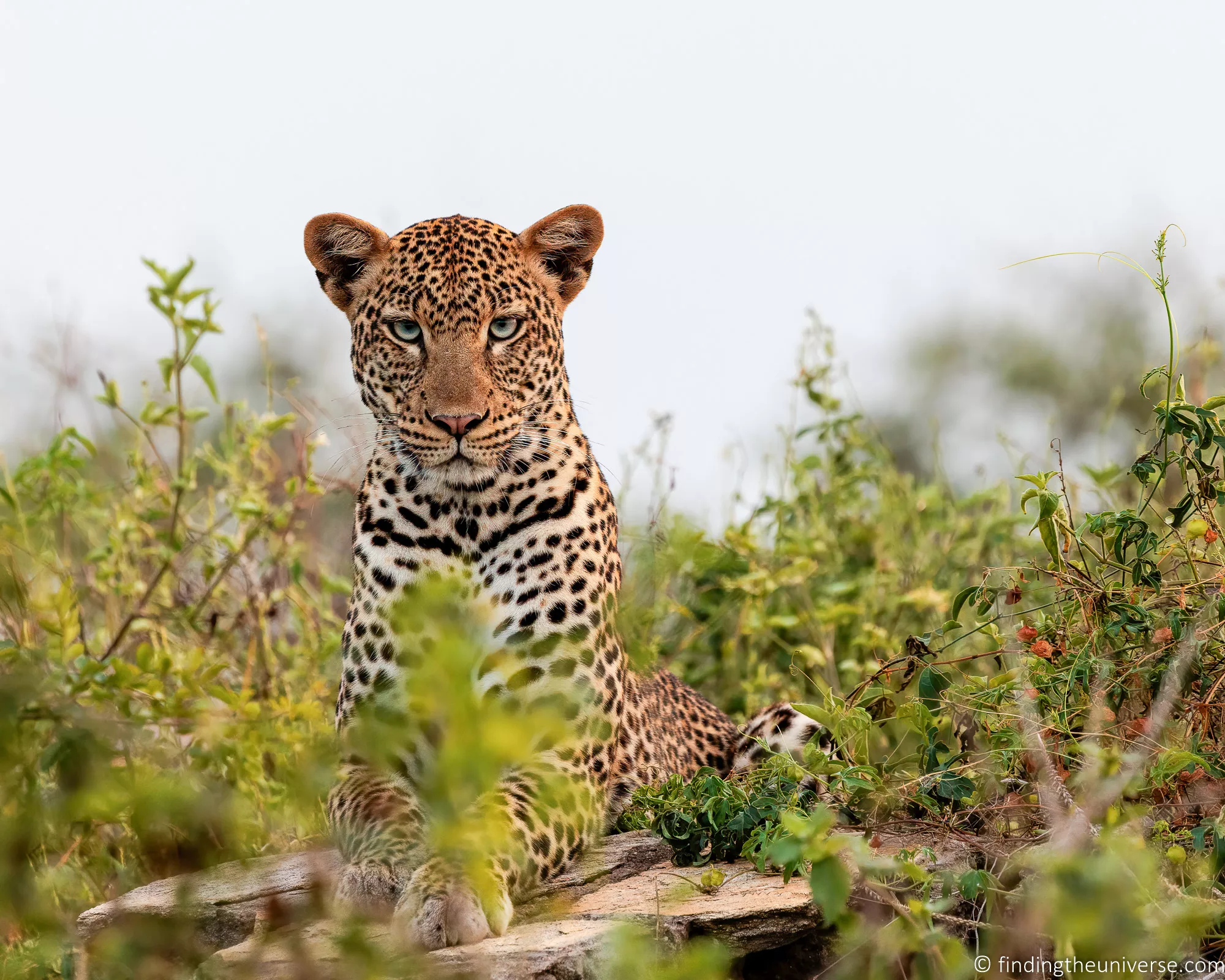 Leopard on Rock