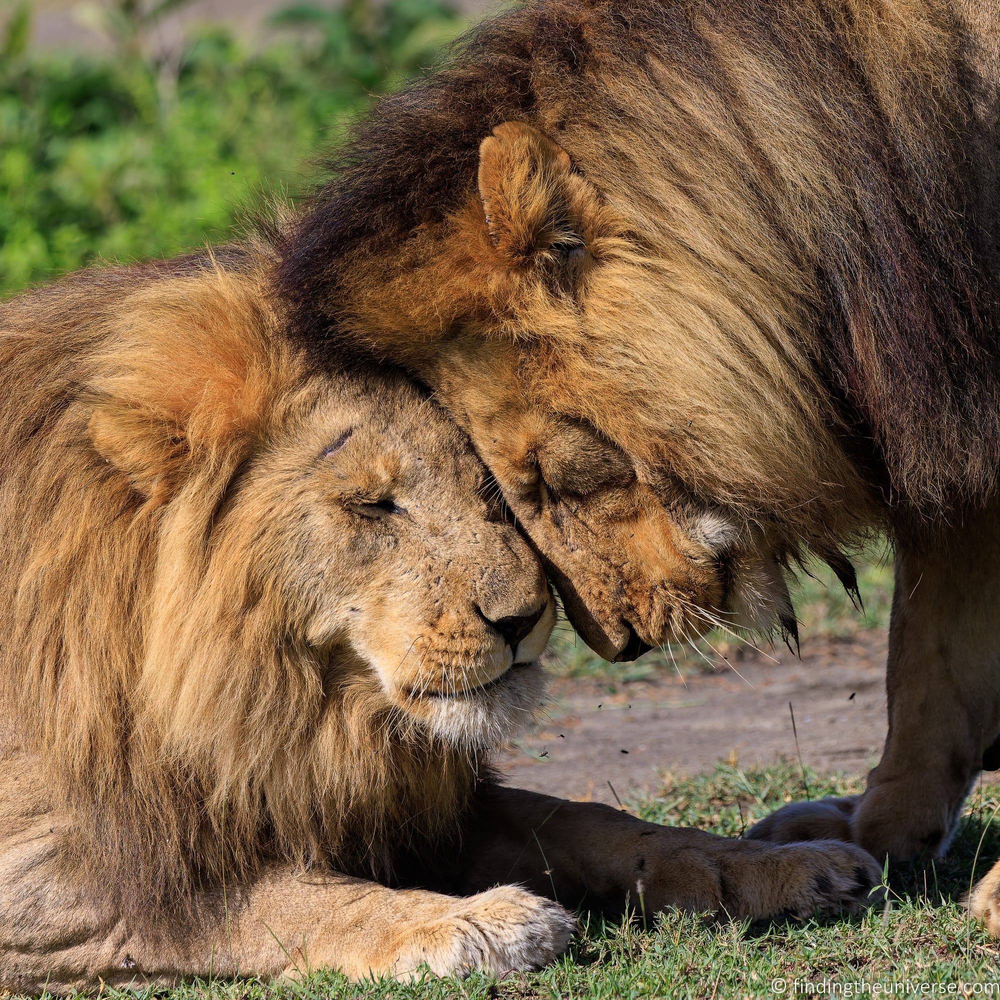 Male Lions greeting Tanzania