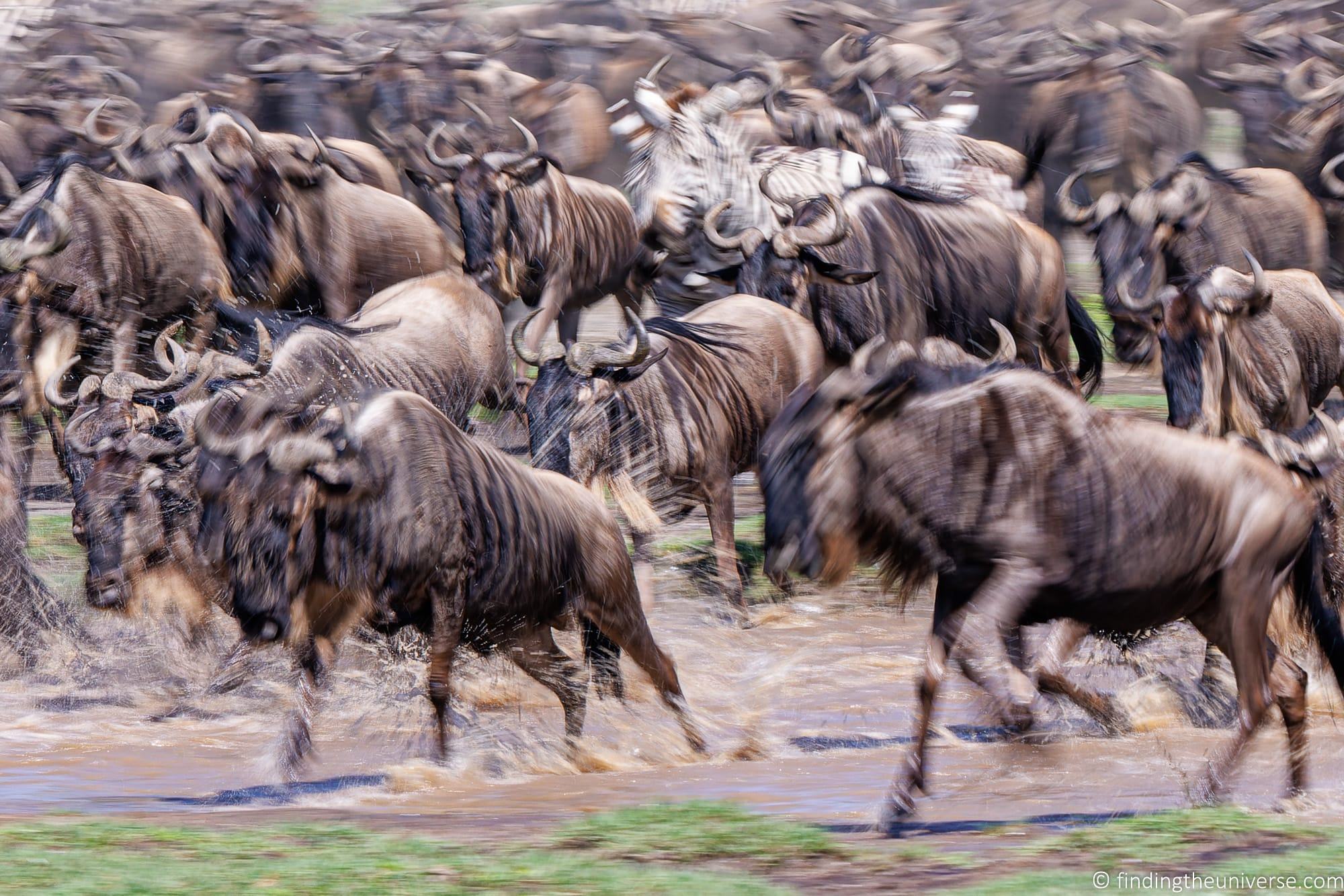 Wildebeest crossing river