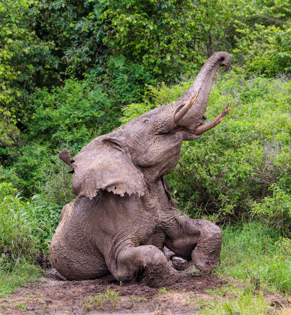 Elephant mud bath