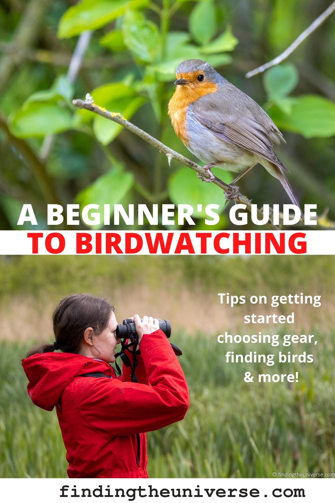 Birdwatching Tips for Beginners: Get Closer to the Birds!