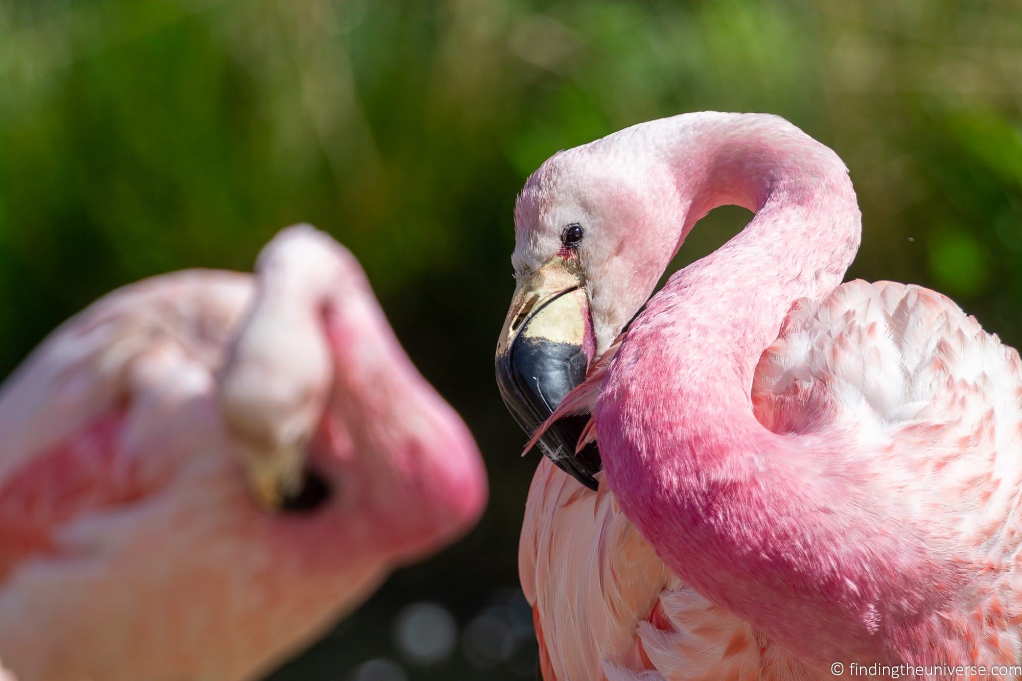 Flamingo face