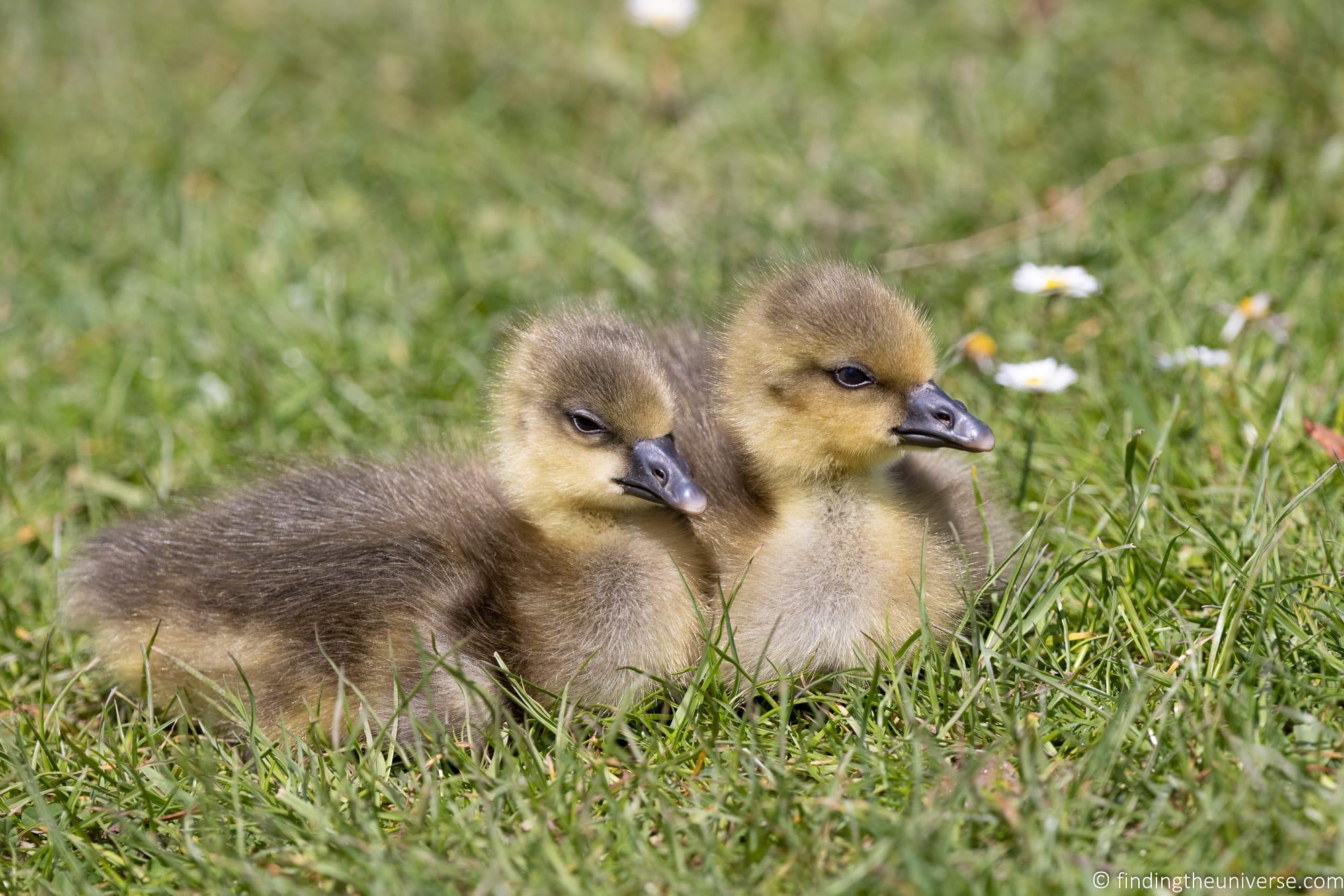 Goslings