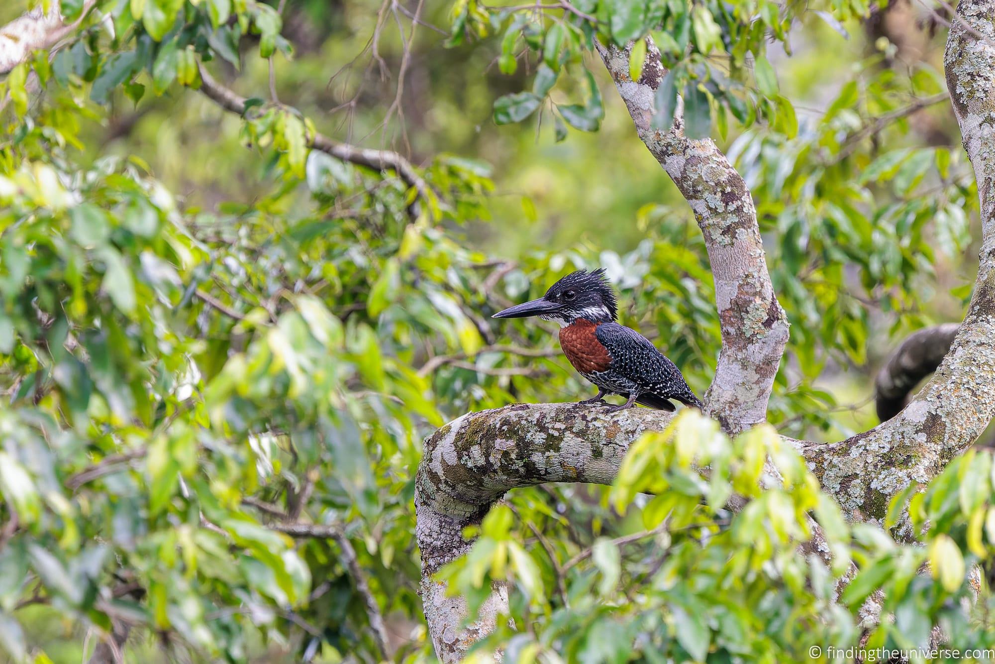 Greater Kingfisher, Uganda