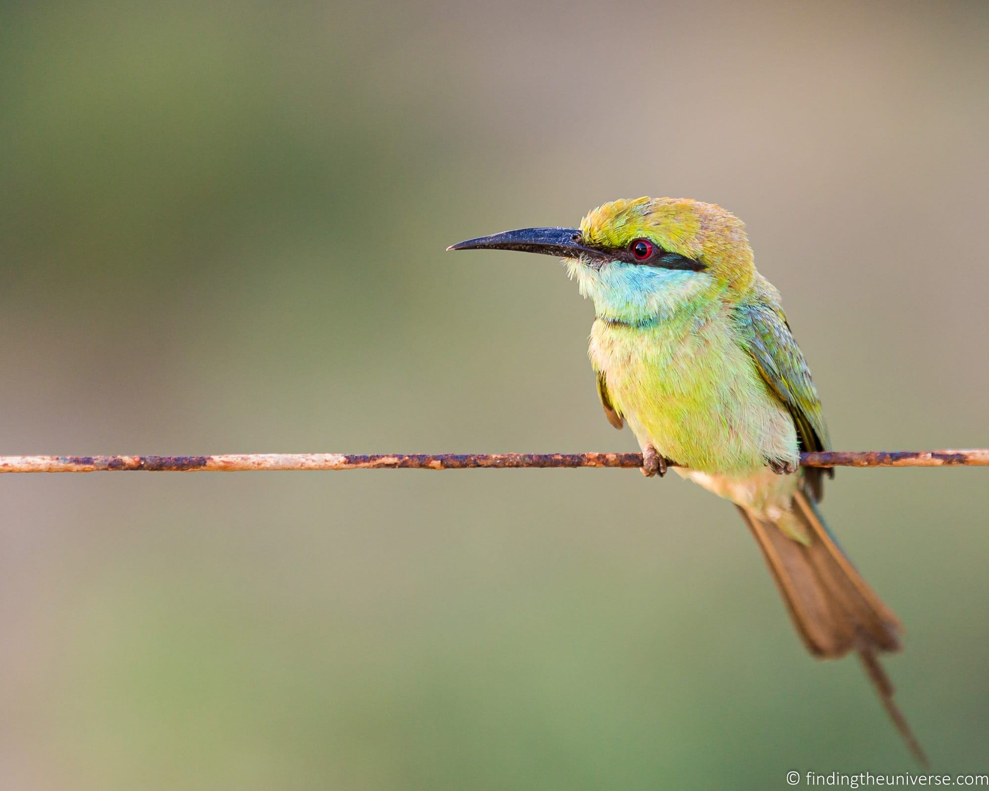 Green bee eater