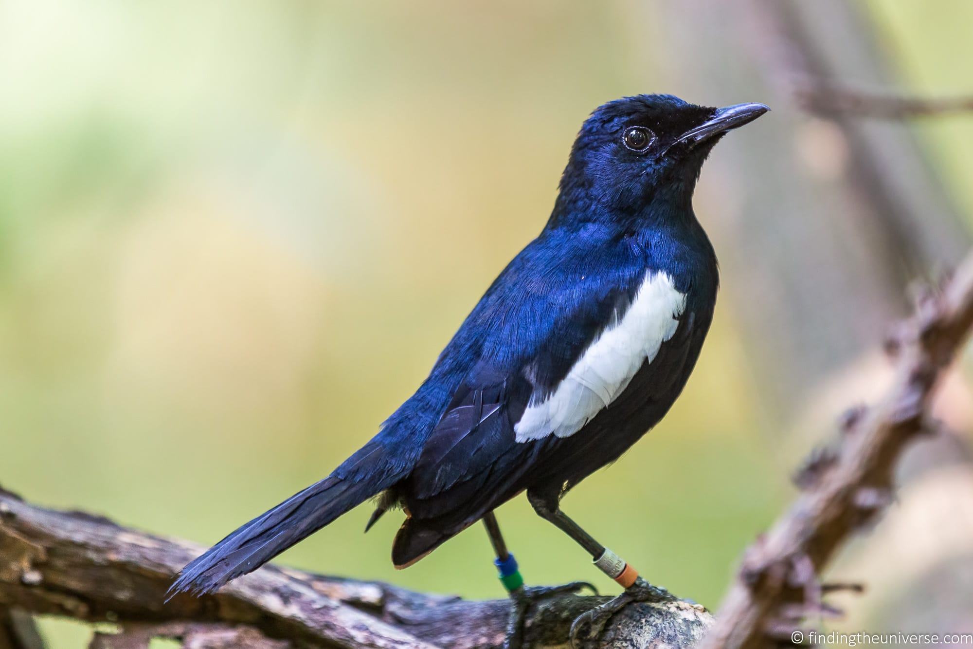 Seychelles Magpie Robin 