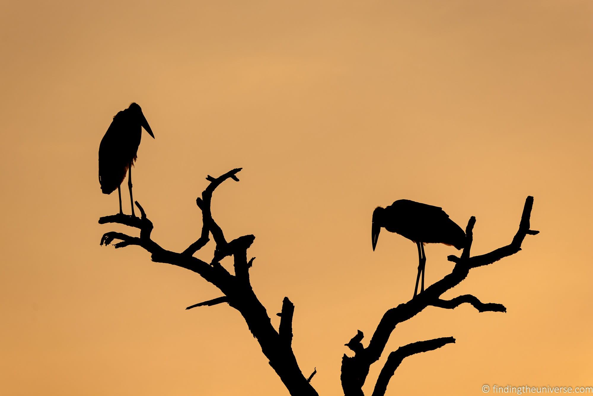 Maribu Stork Silhouette