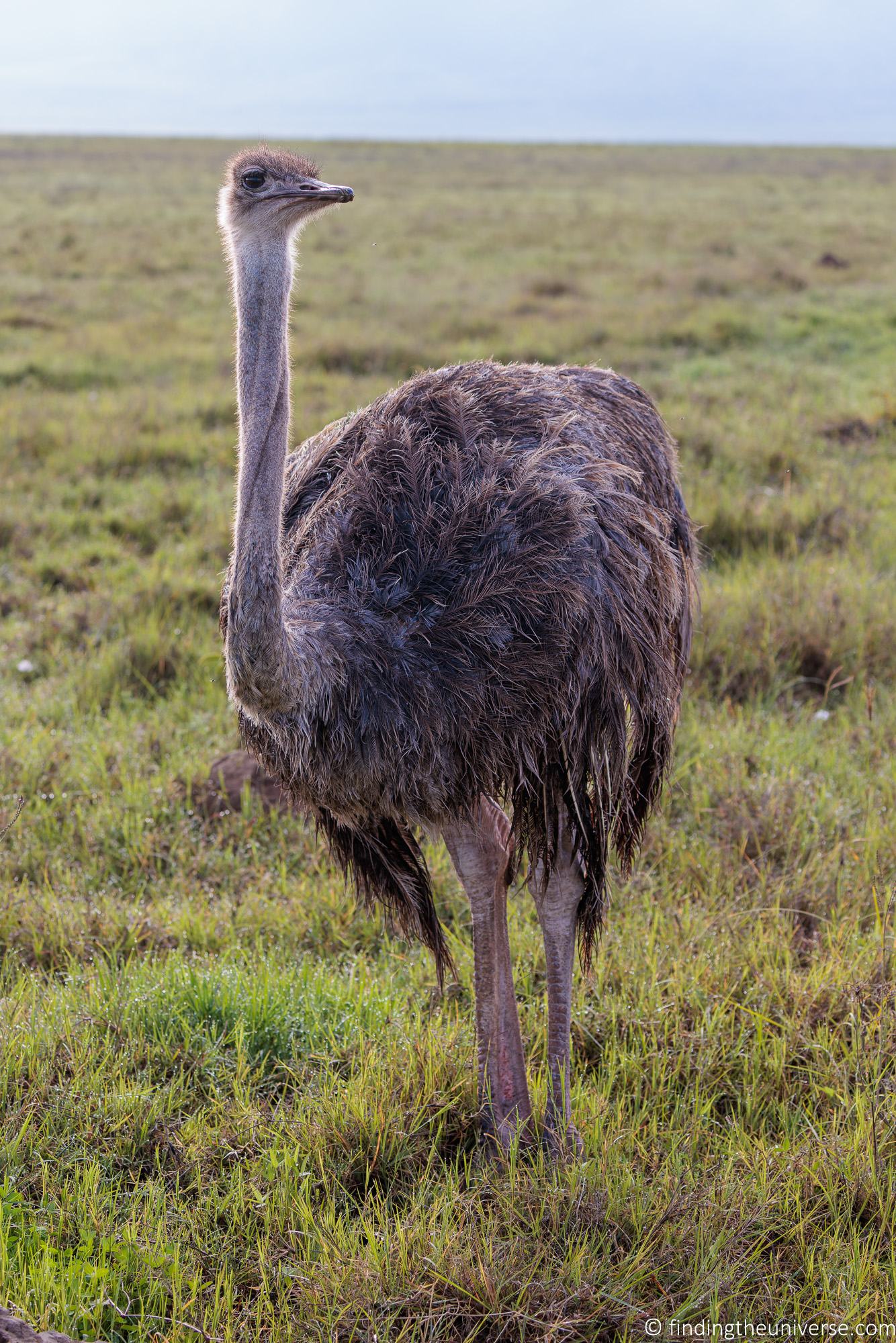 Ostrich