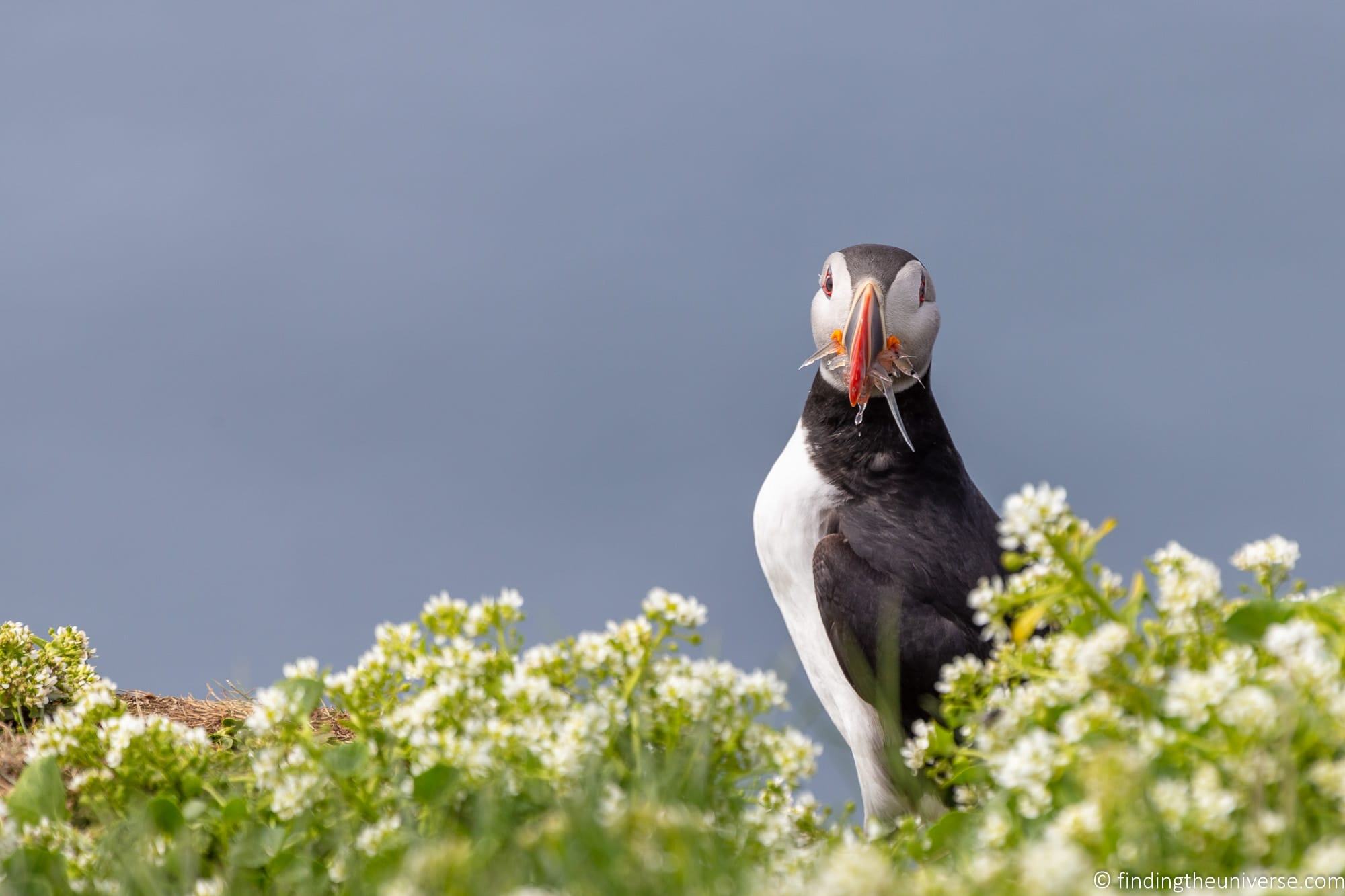 Birdwatching for beginners