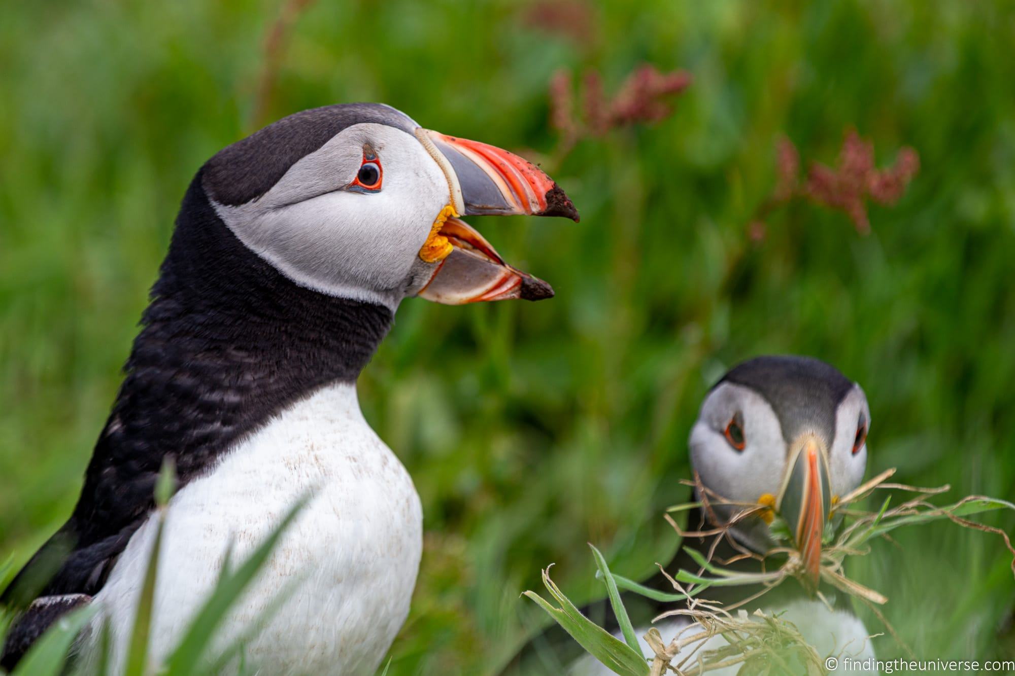 Puffins Grimsey Iceland