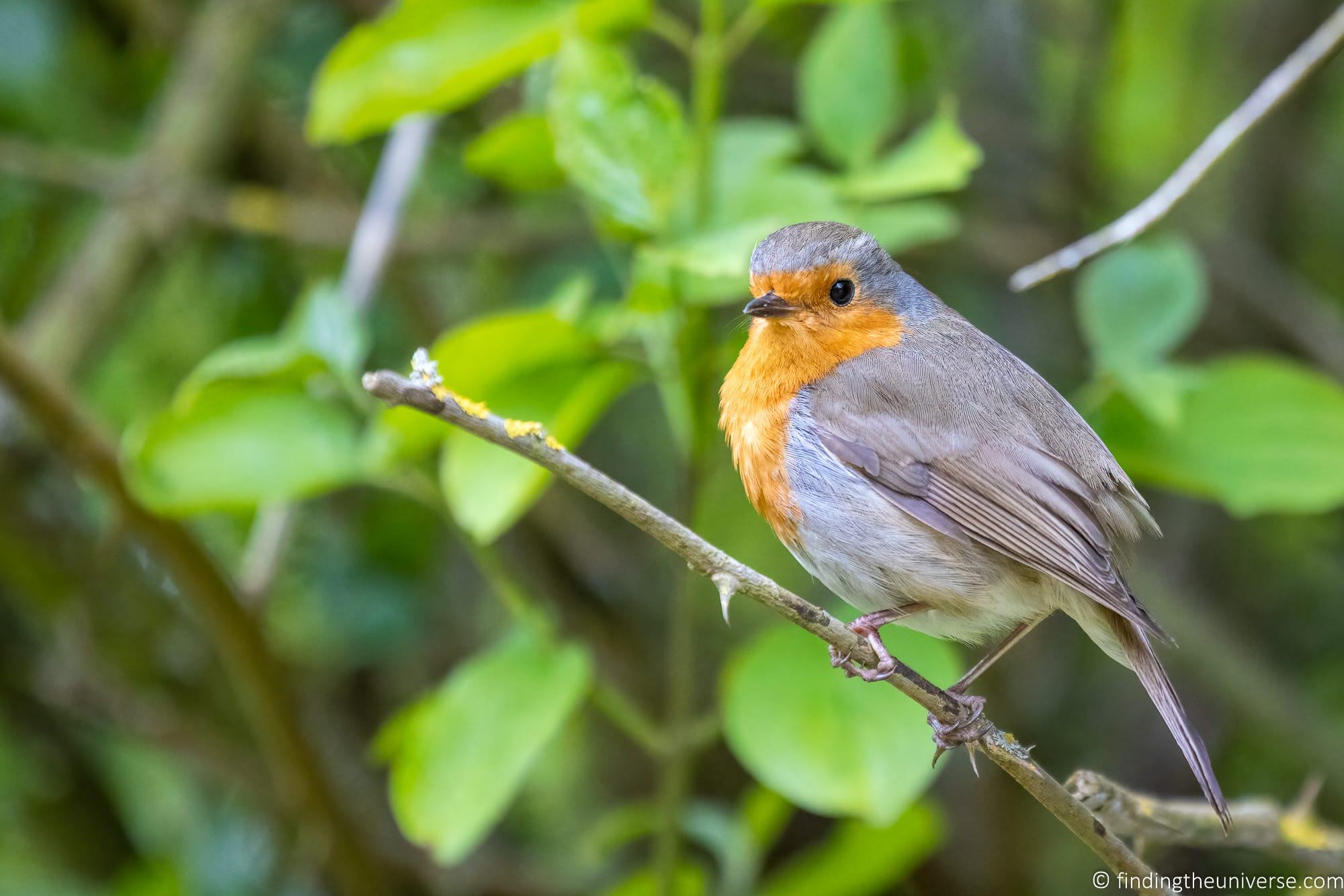 Robin