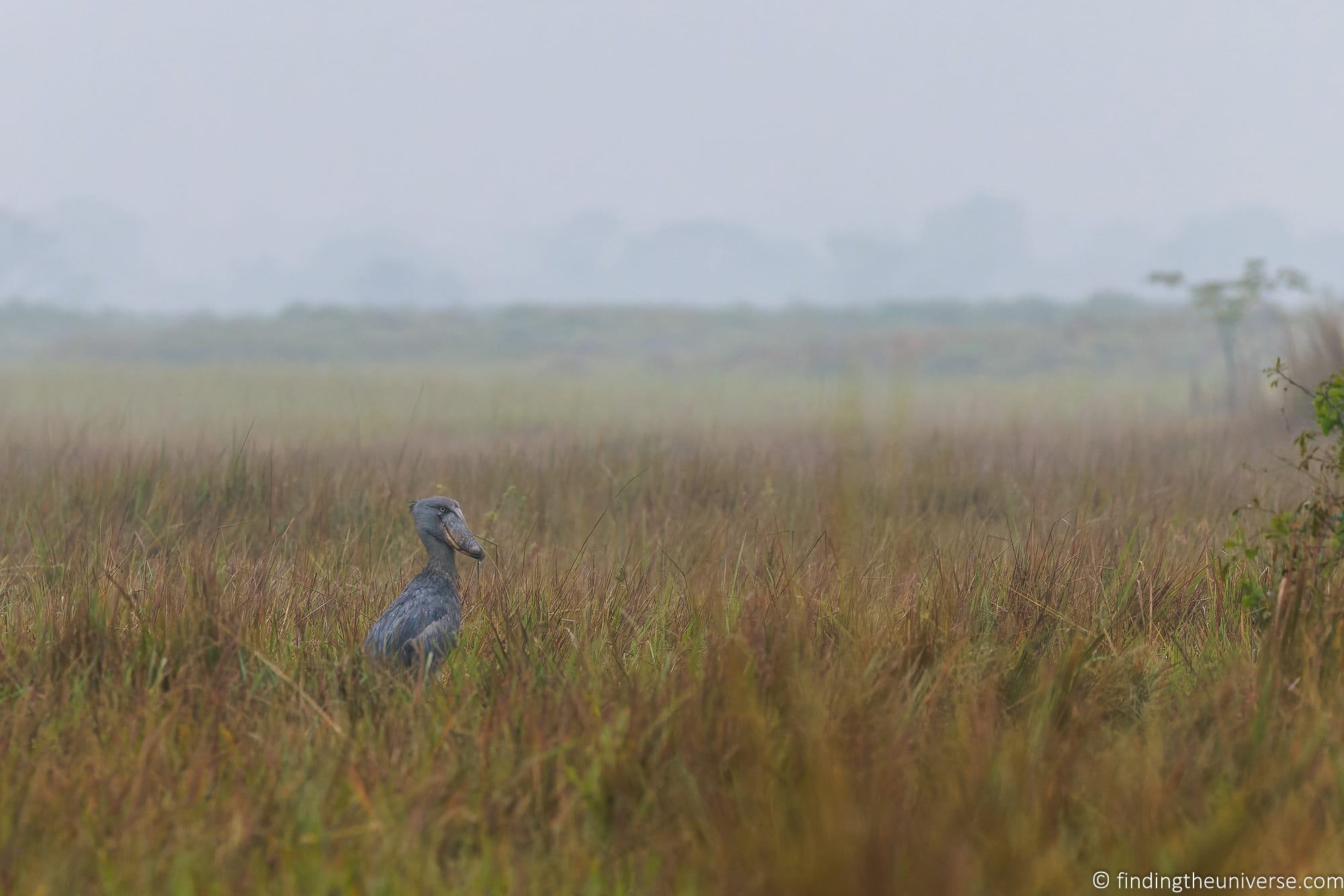 Shoebill Stork Uganda