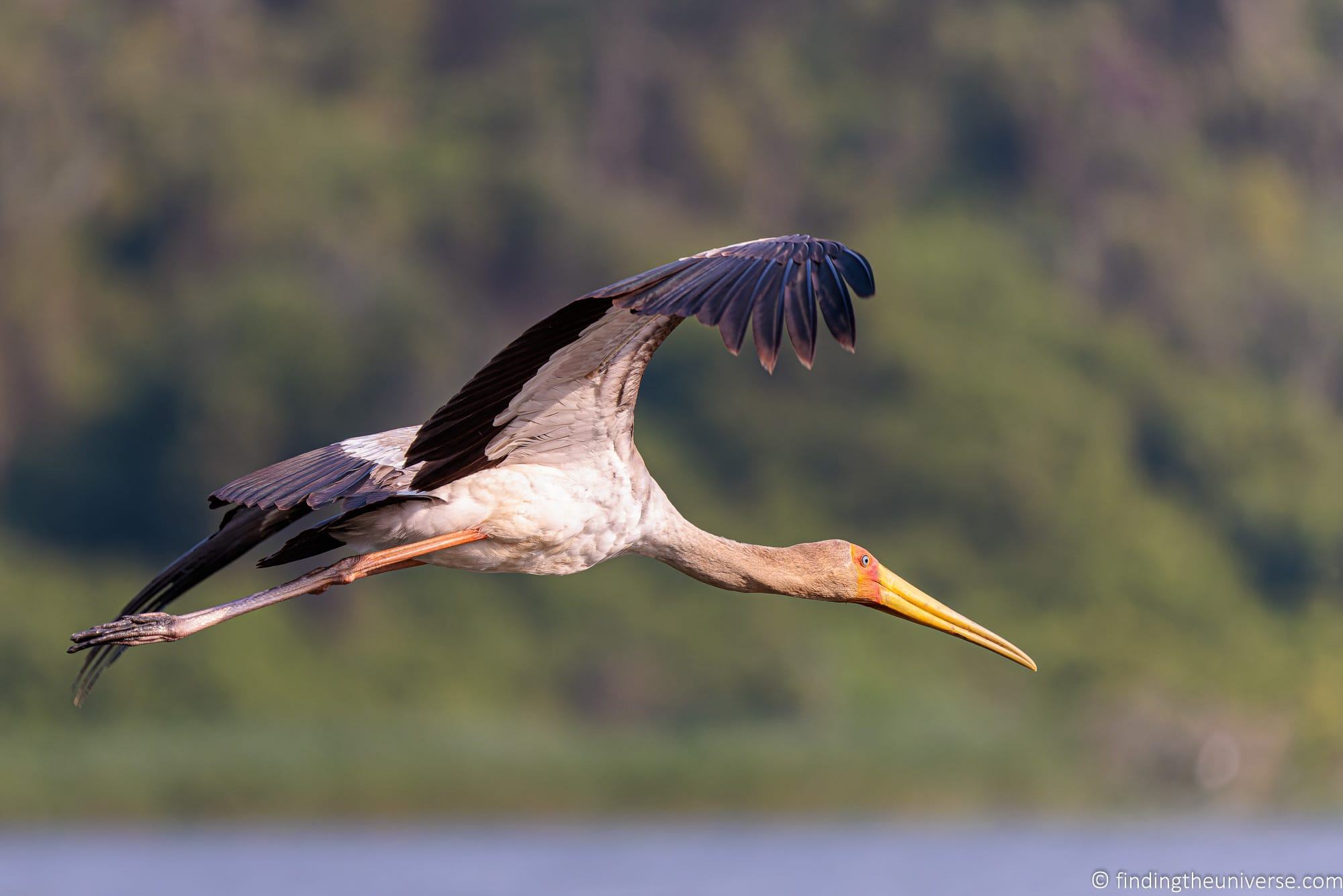 Stork