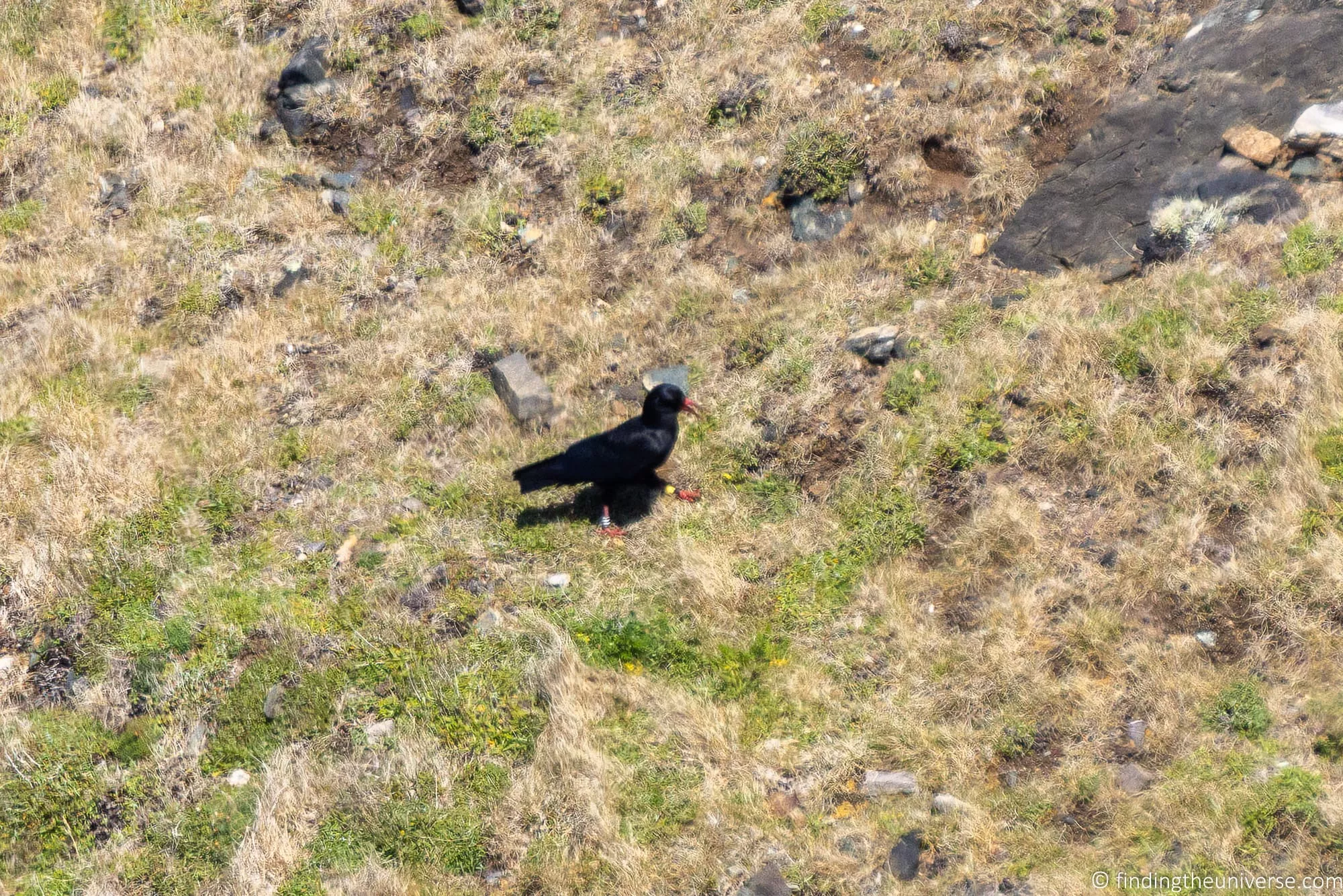 A red-billed Cornish chough, the county emblem of Cornwall