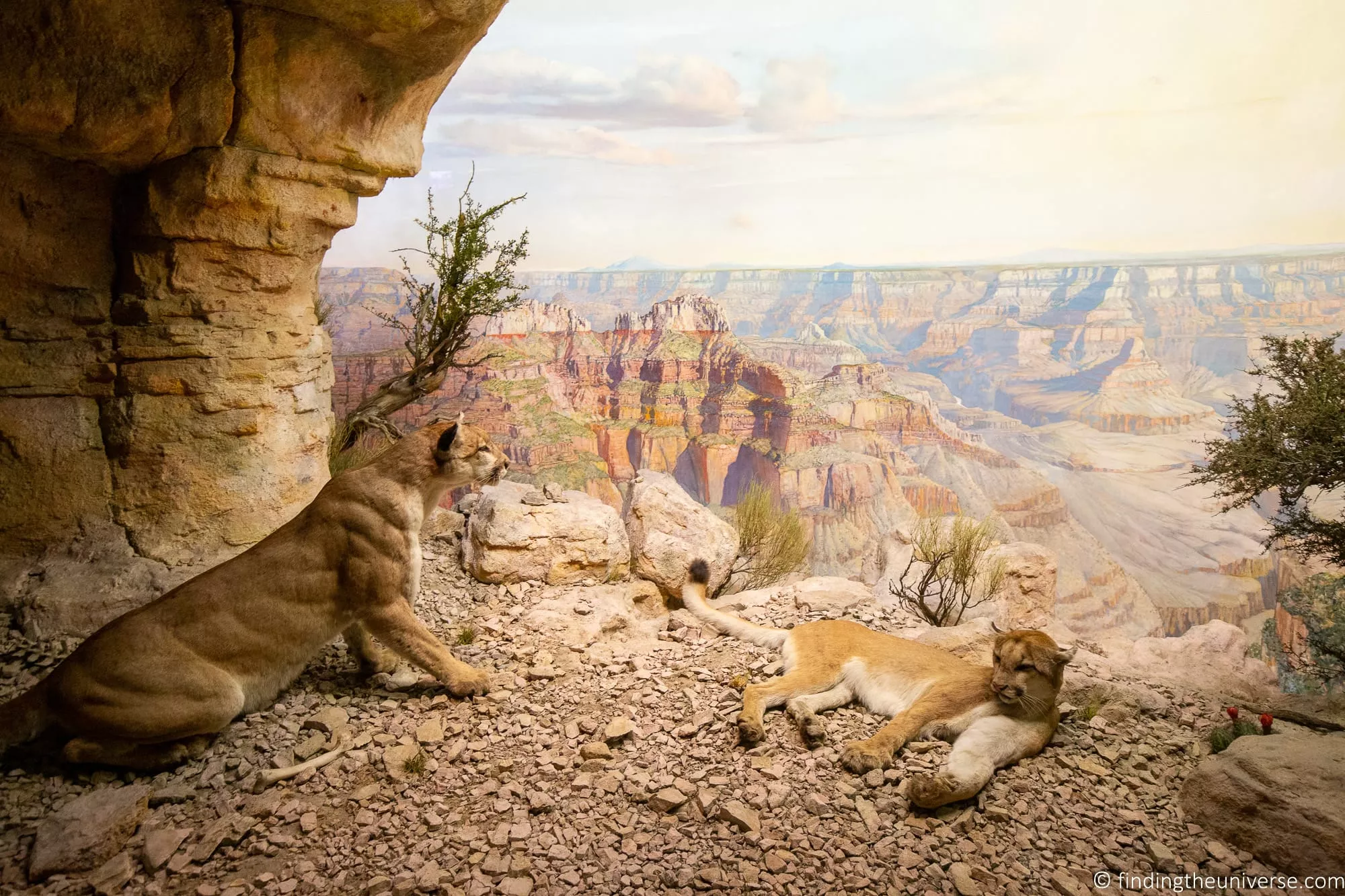 AMNH diorama detail