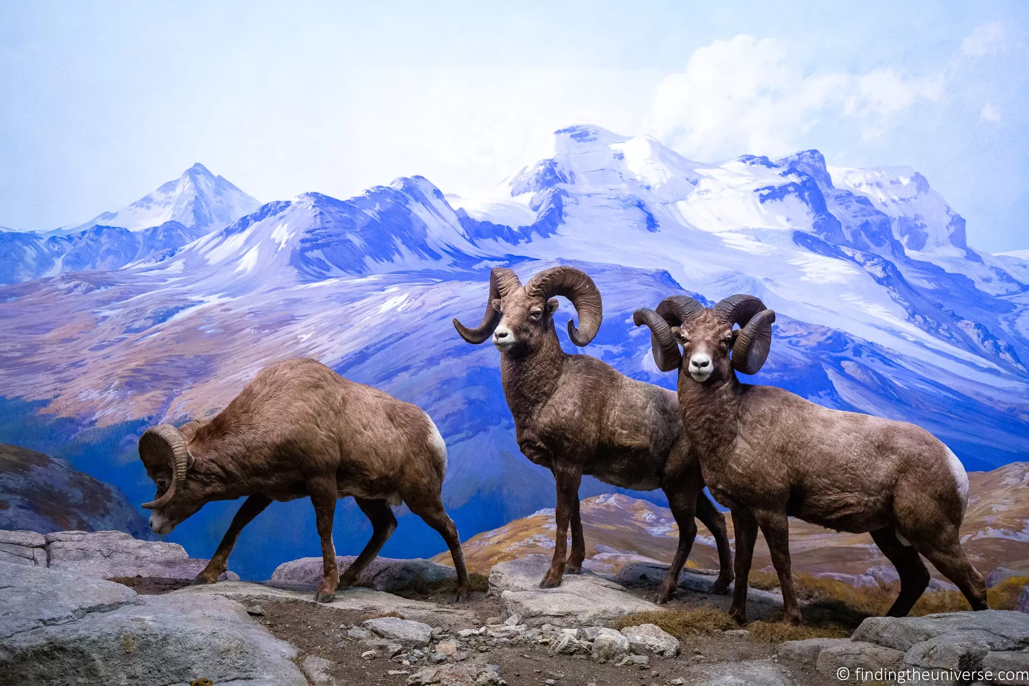 American Museum of Natural History diorama