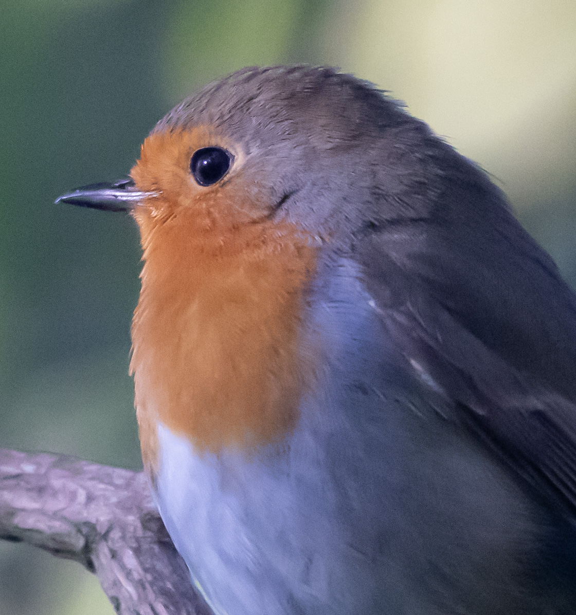 Image 1 – Lightroom edit