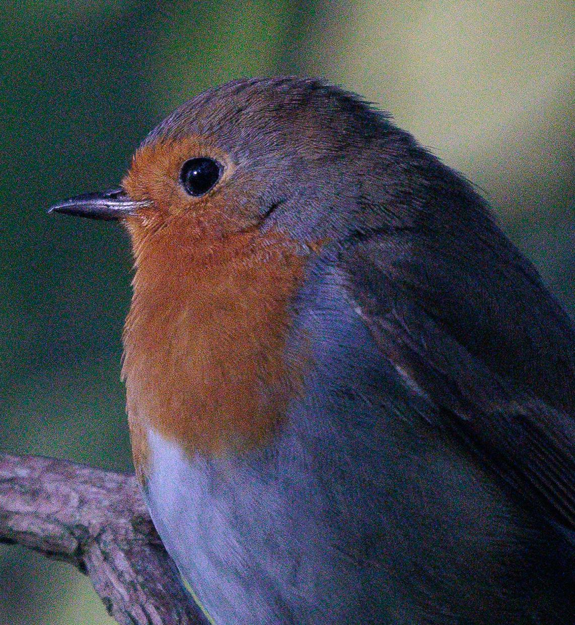 Image 1 Original cropped