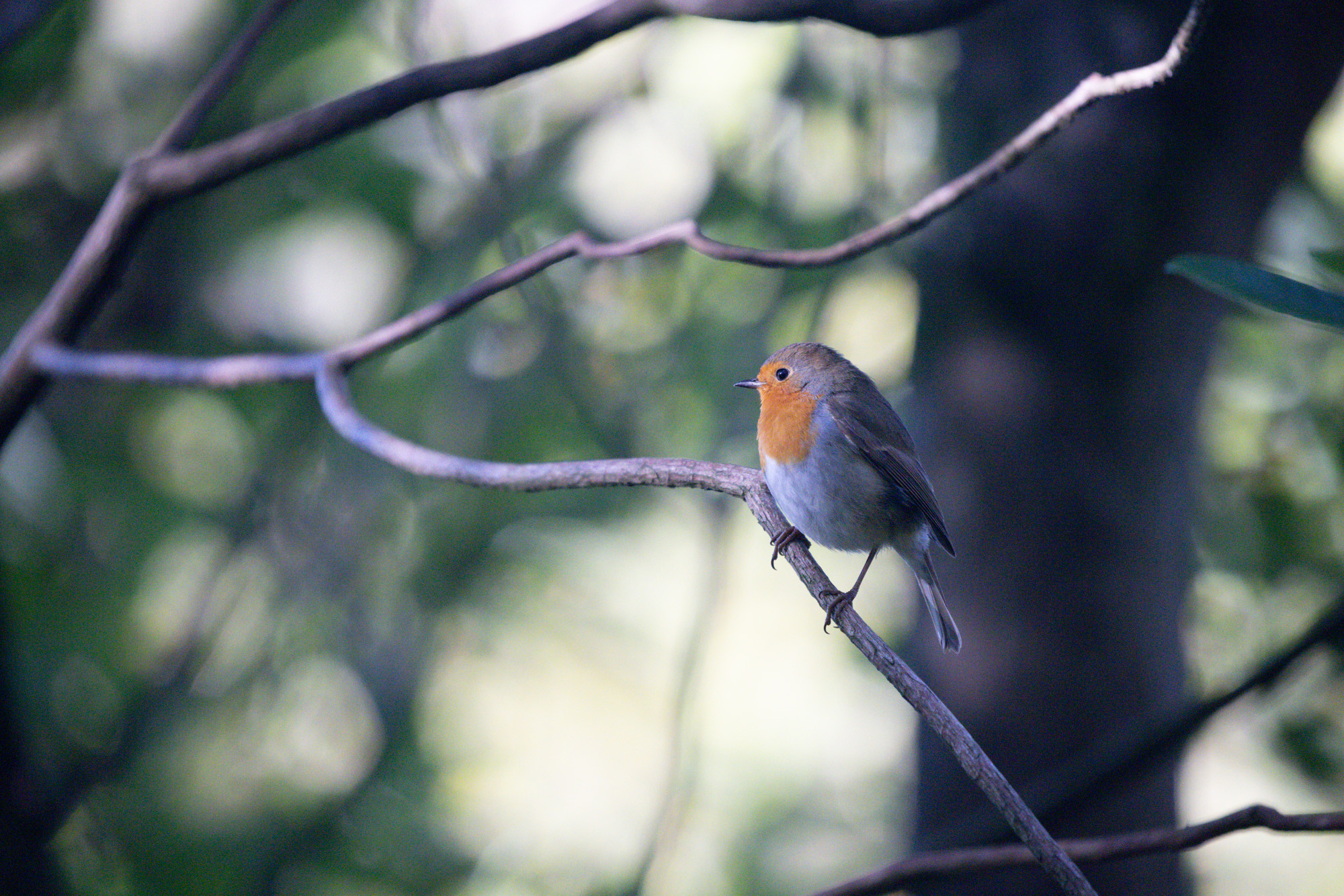 Image 1 - Uncropped no noise reduction