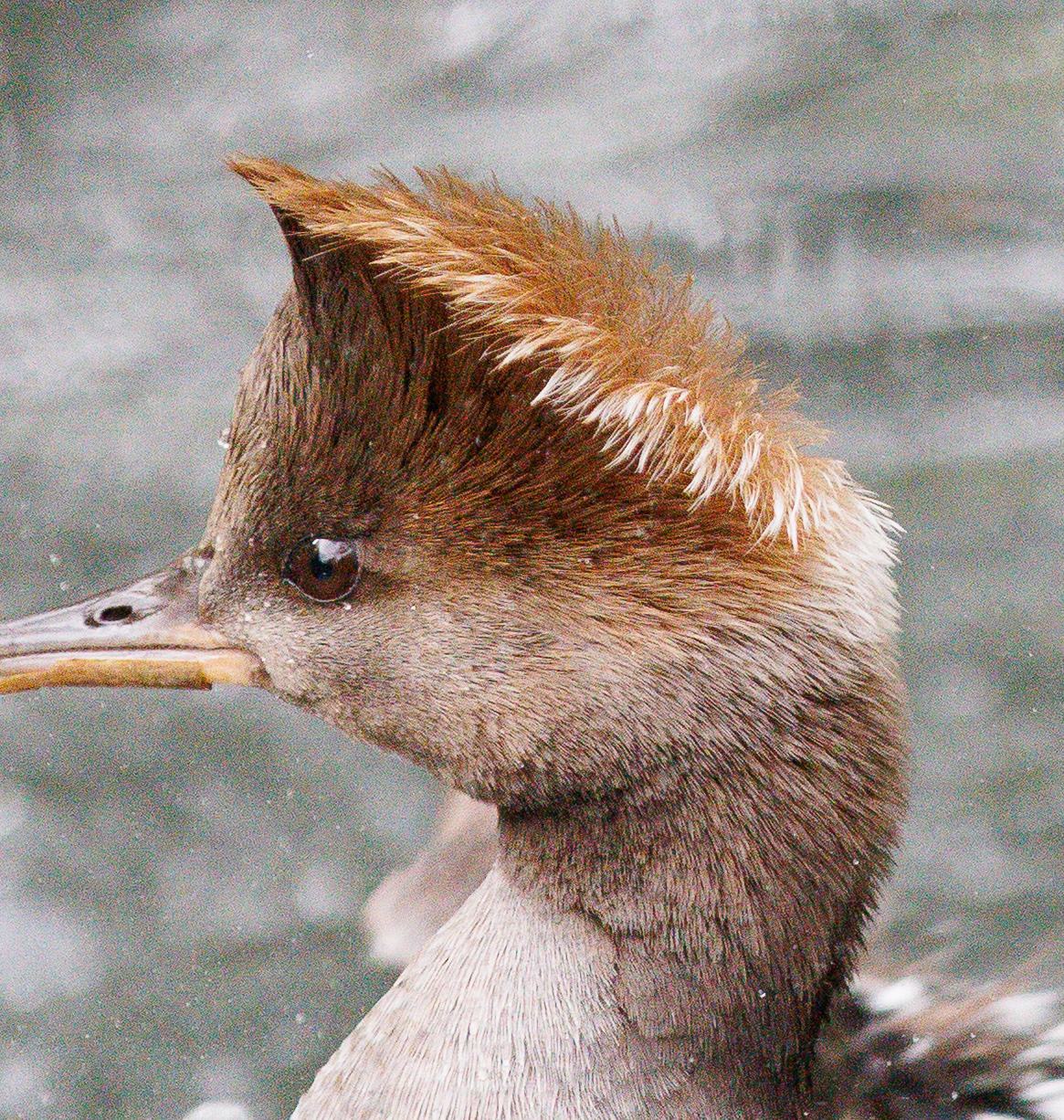 Image 2 Original cropped