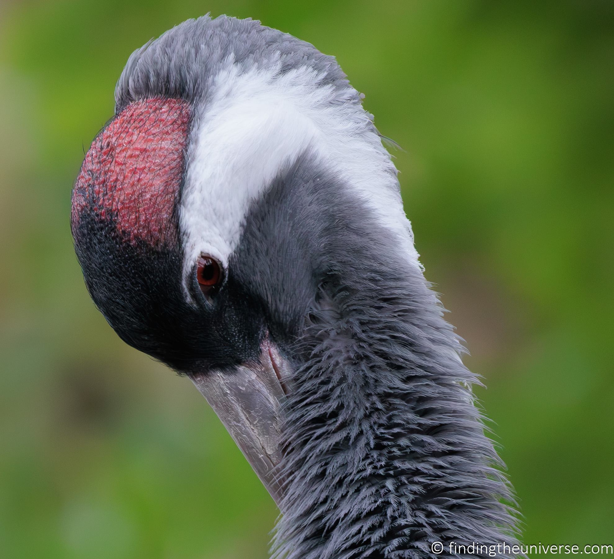 Lightroom AI DeNoise