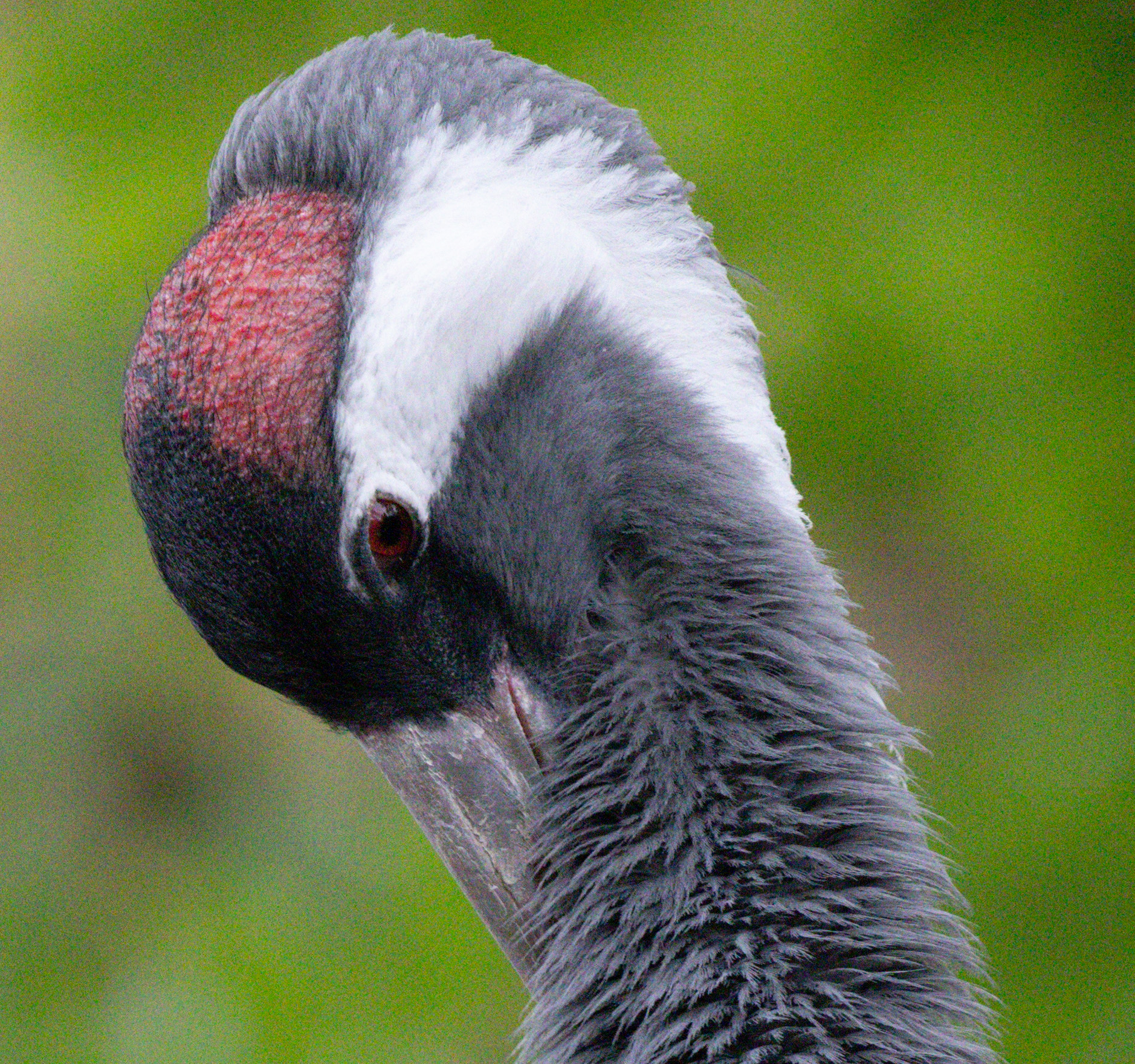 Unedited 100% crop