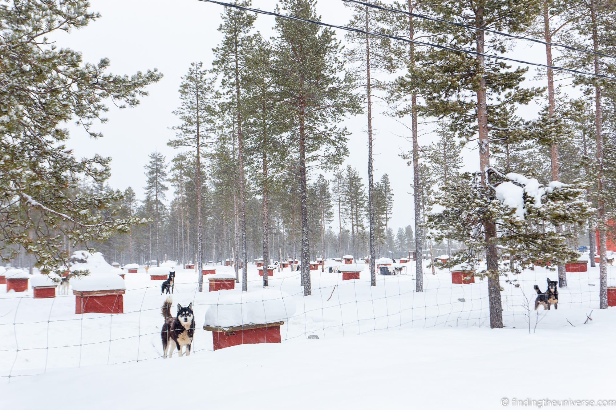 Kakslauttanen Arctic Resort - huskies