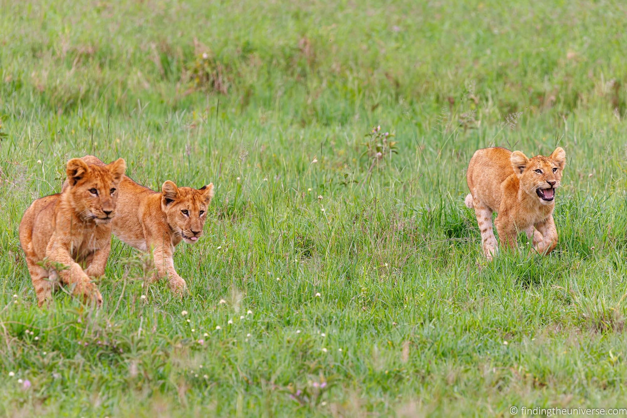 Baby lions running