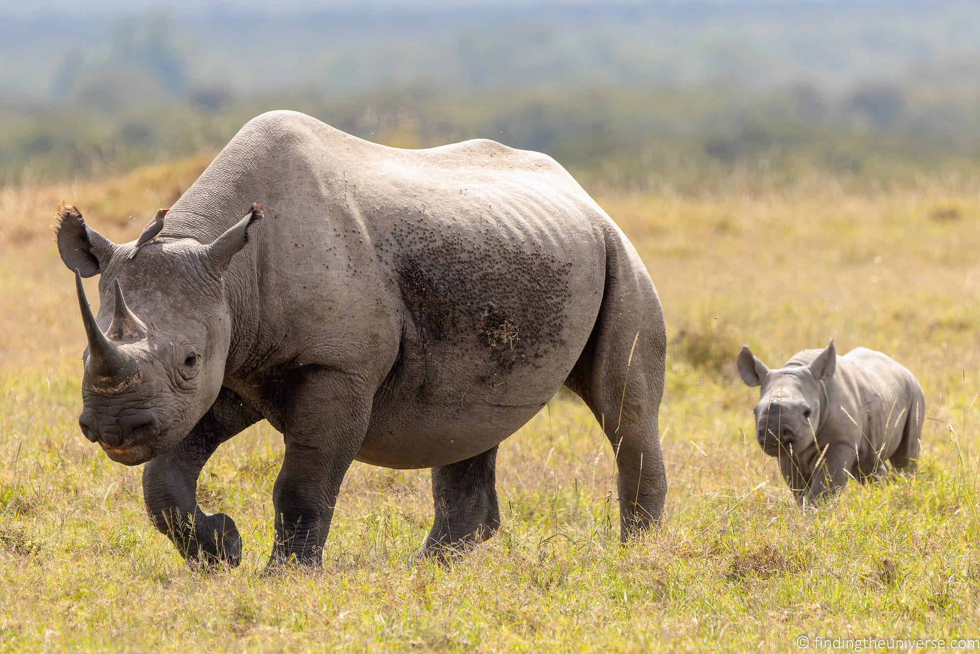 Black Rhino Kenya