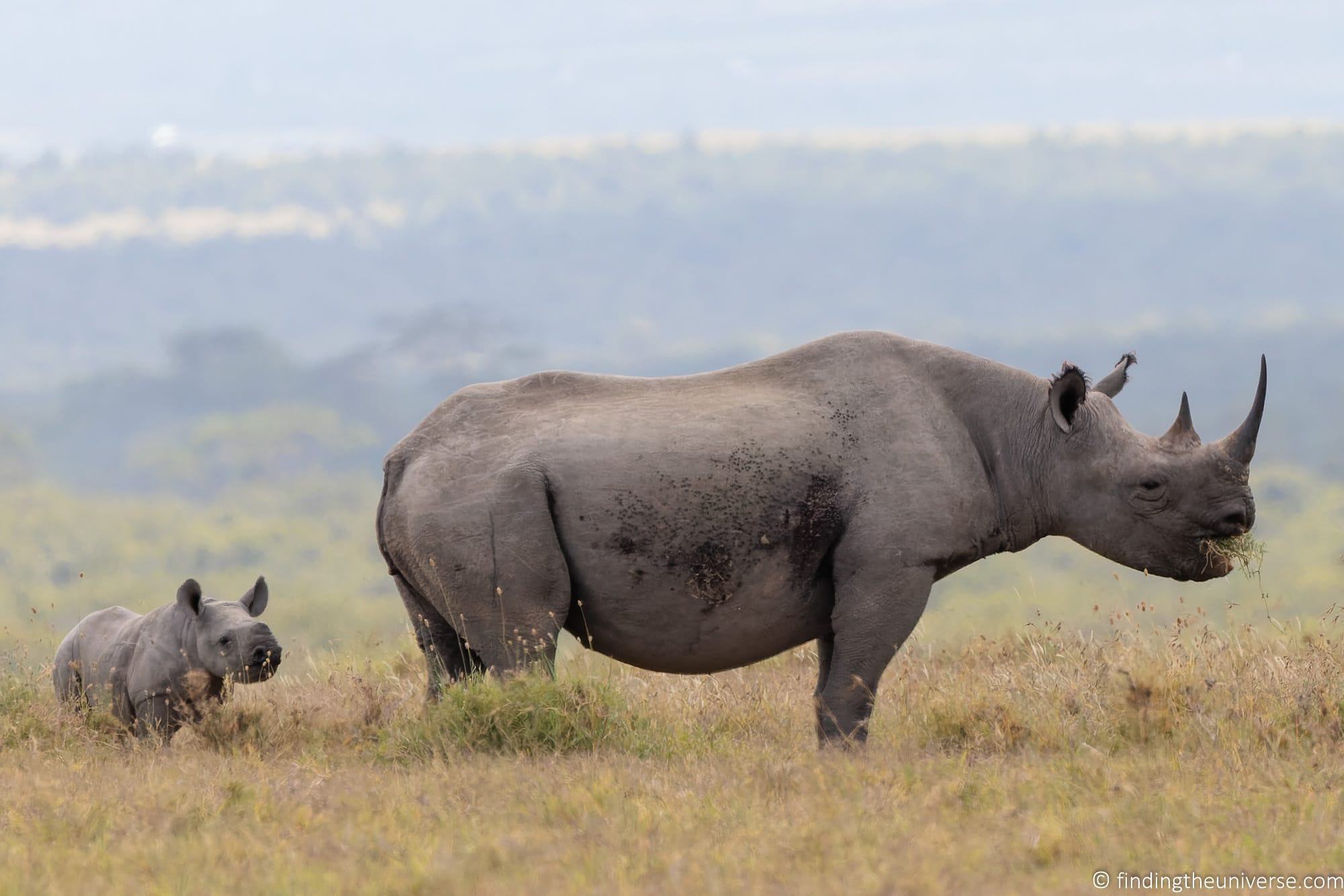 Black Rhino Kenya