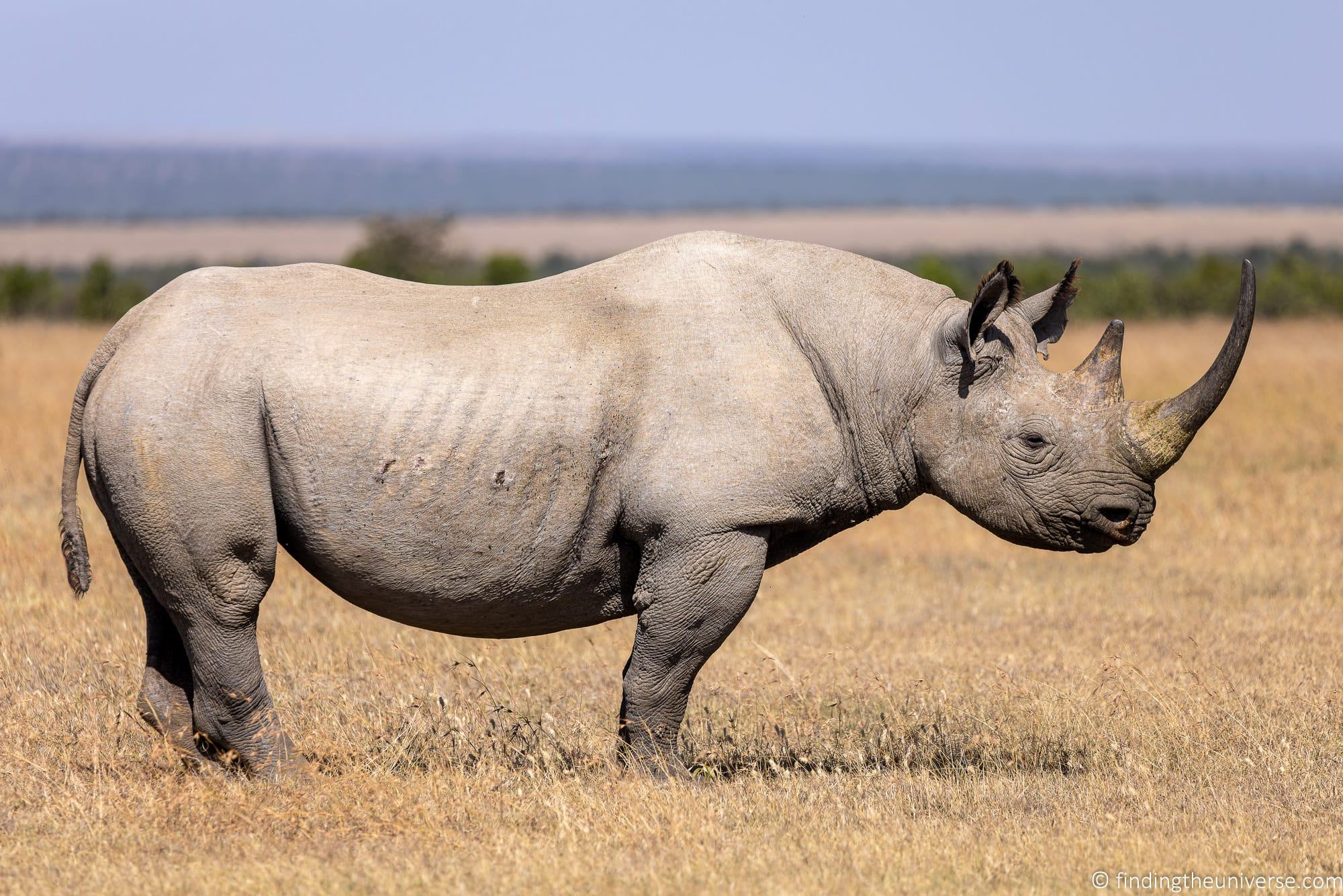 Black rhino ol Pejeta Kenya