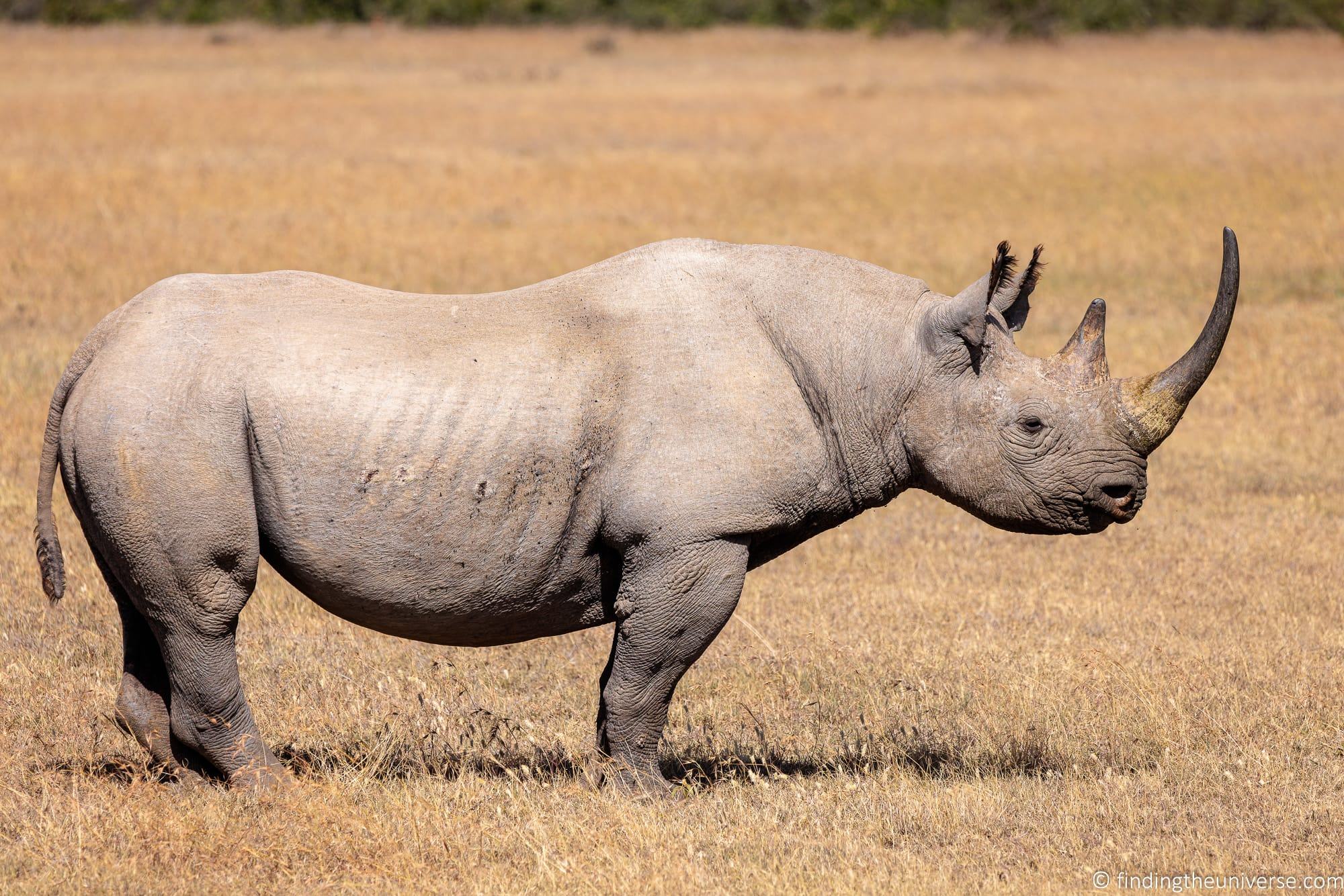Black rhino ol Pejeta Kenya
