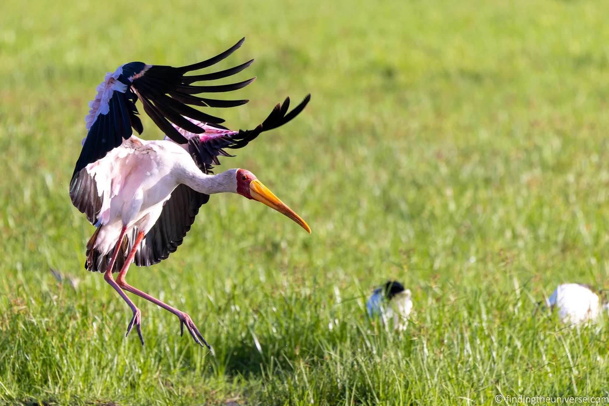 Yellow billed stork Landing