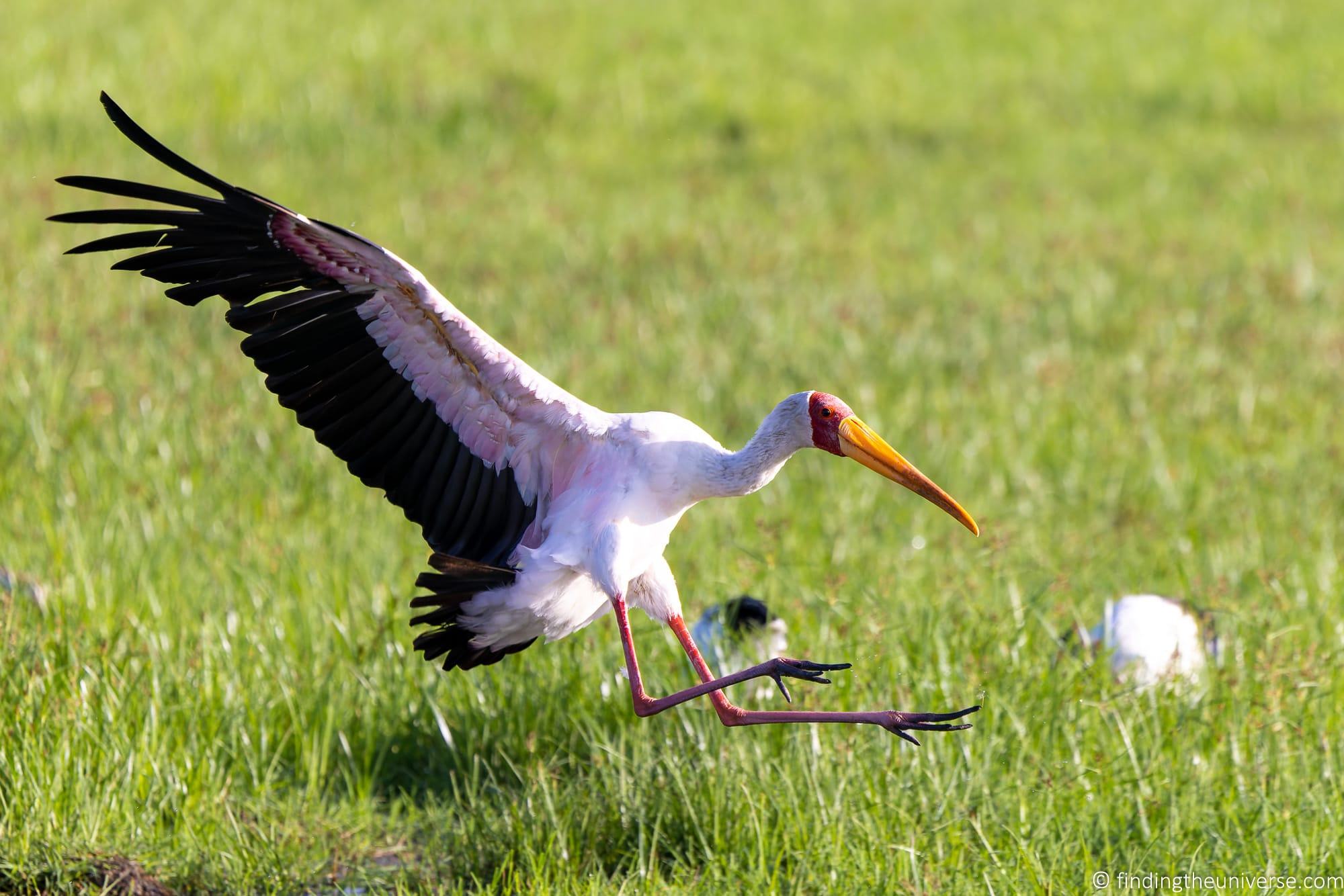 Yellow billed stork Landing