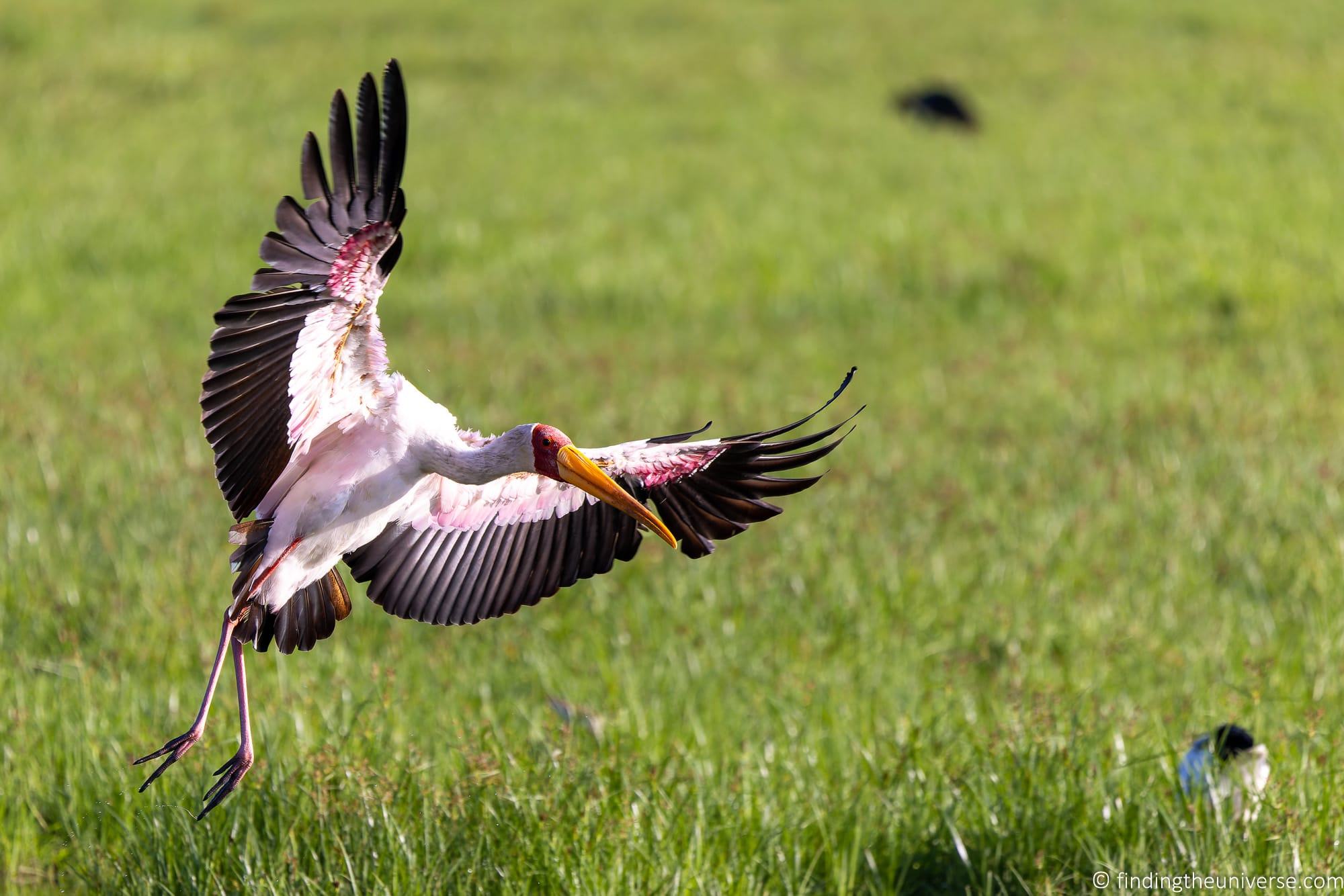 Yellow billed stork Landing