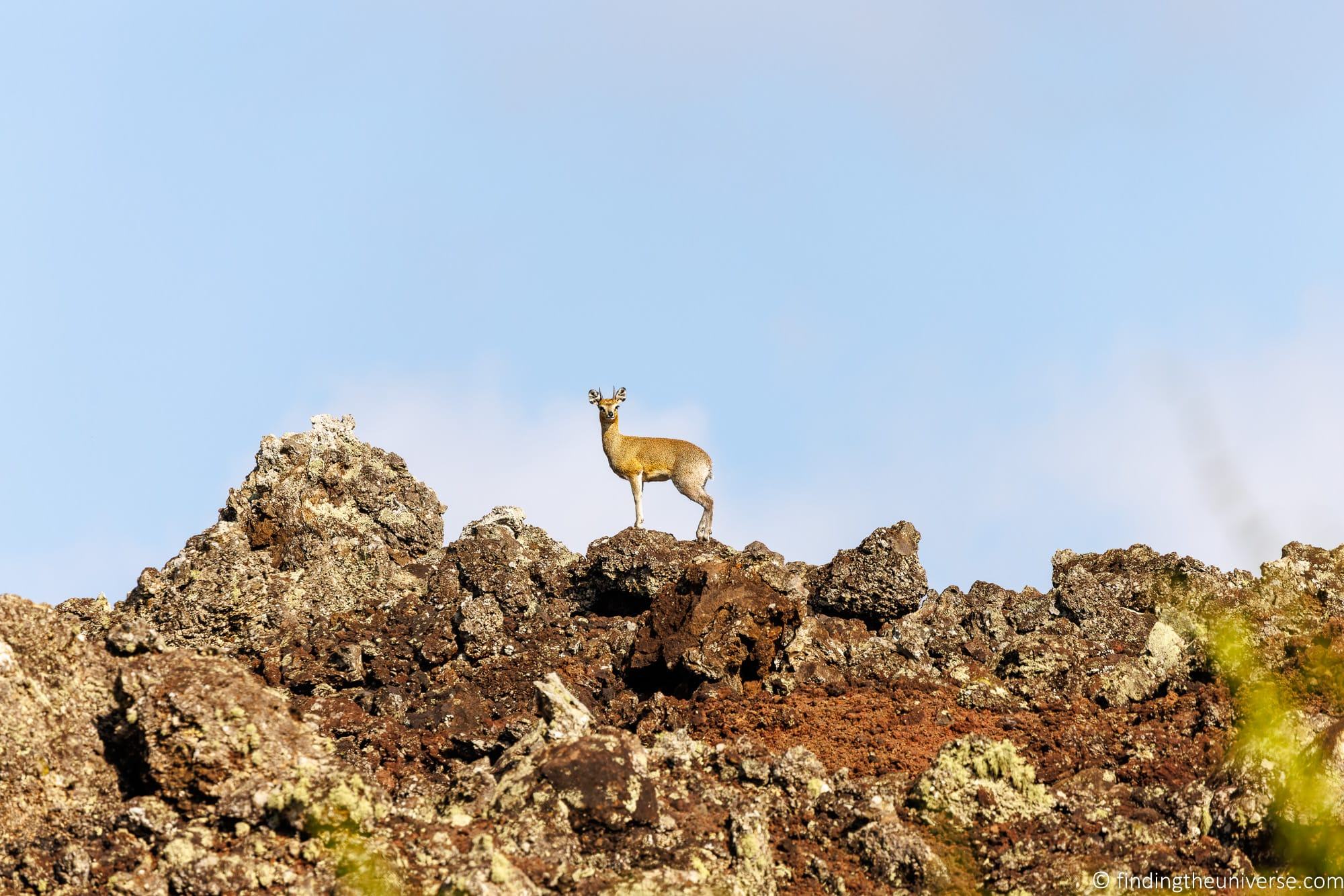 Klipspringer