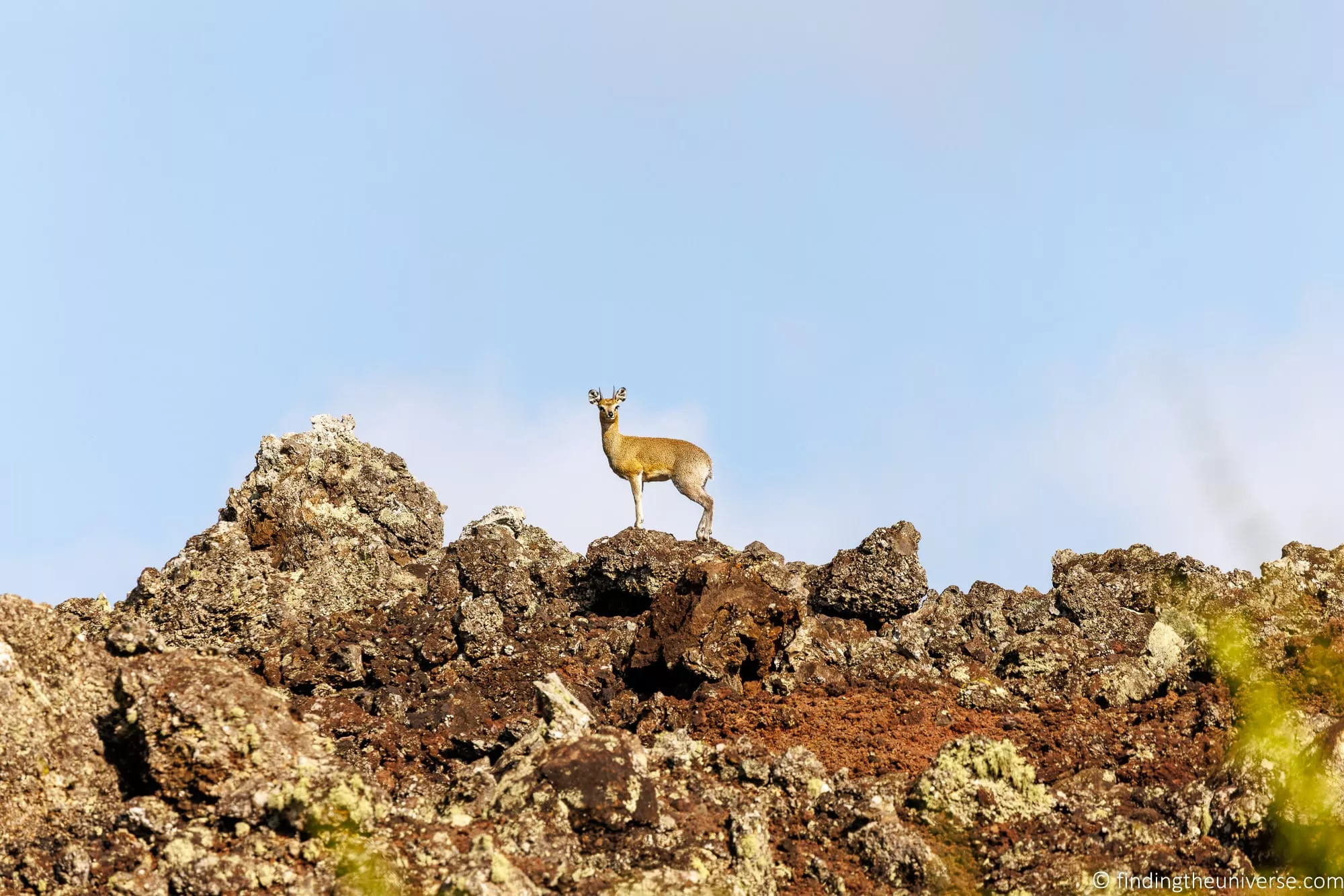 Klipspringer