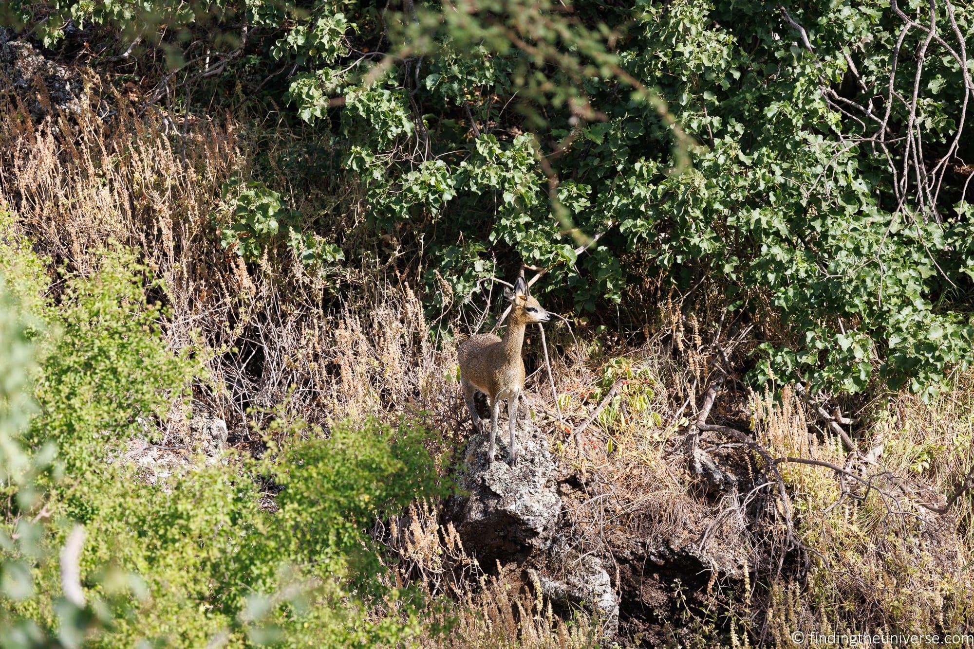 Klipspringer