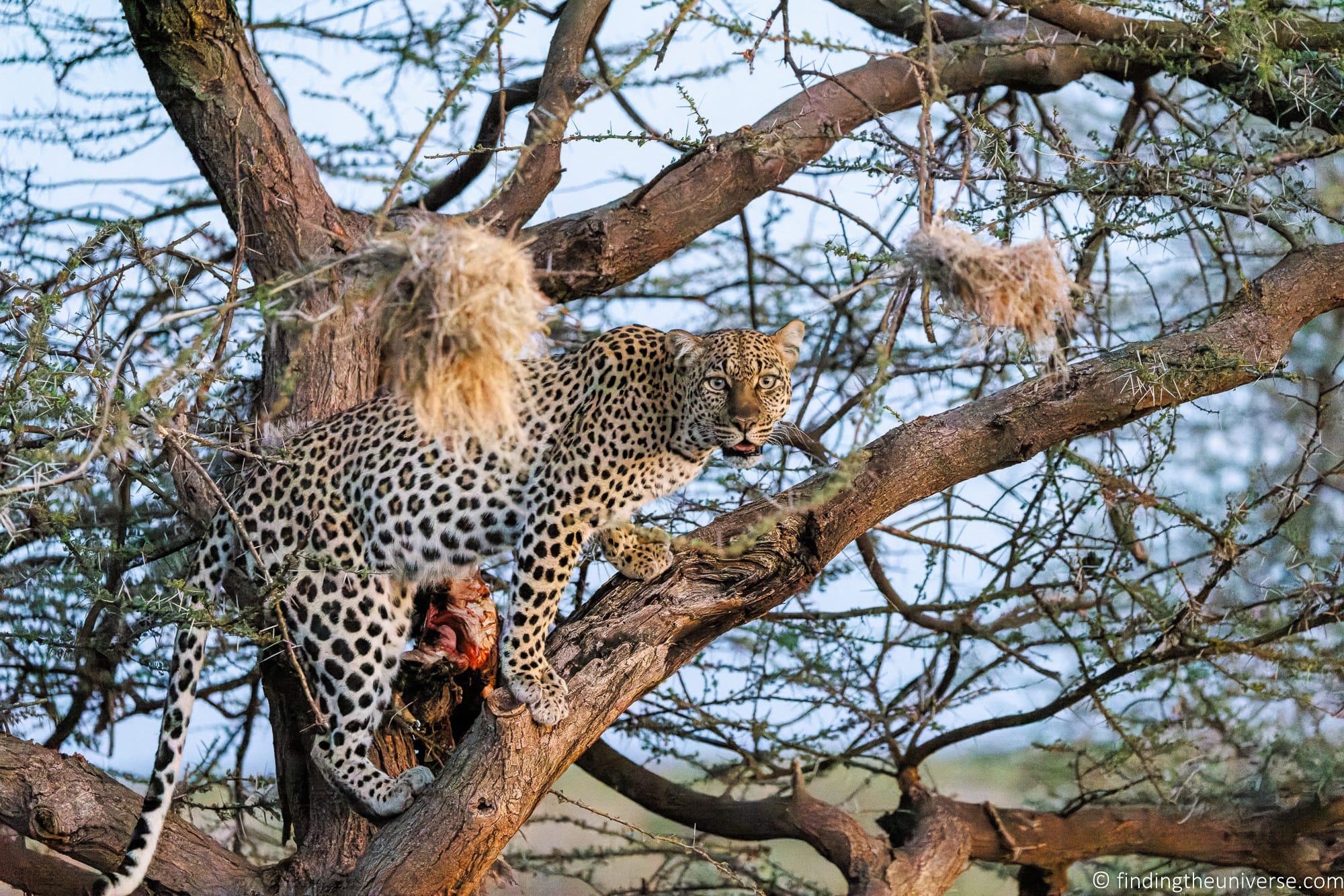 Leopard in tree Kenya