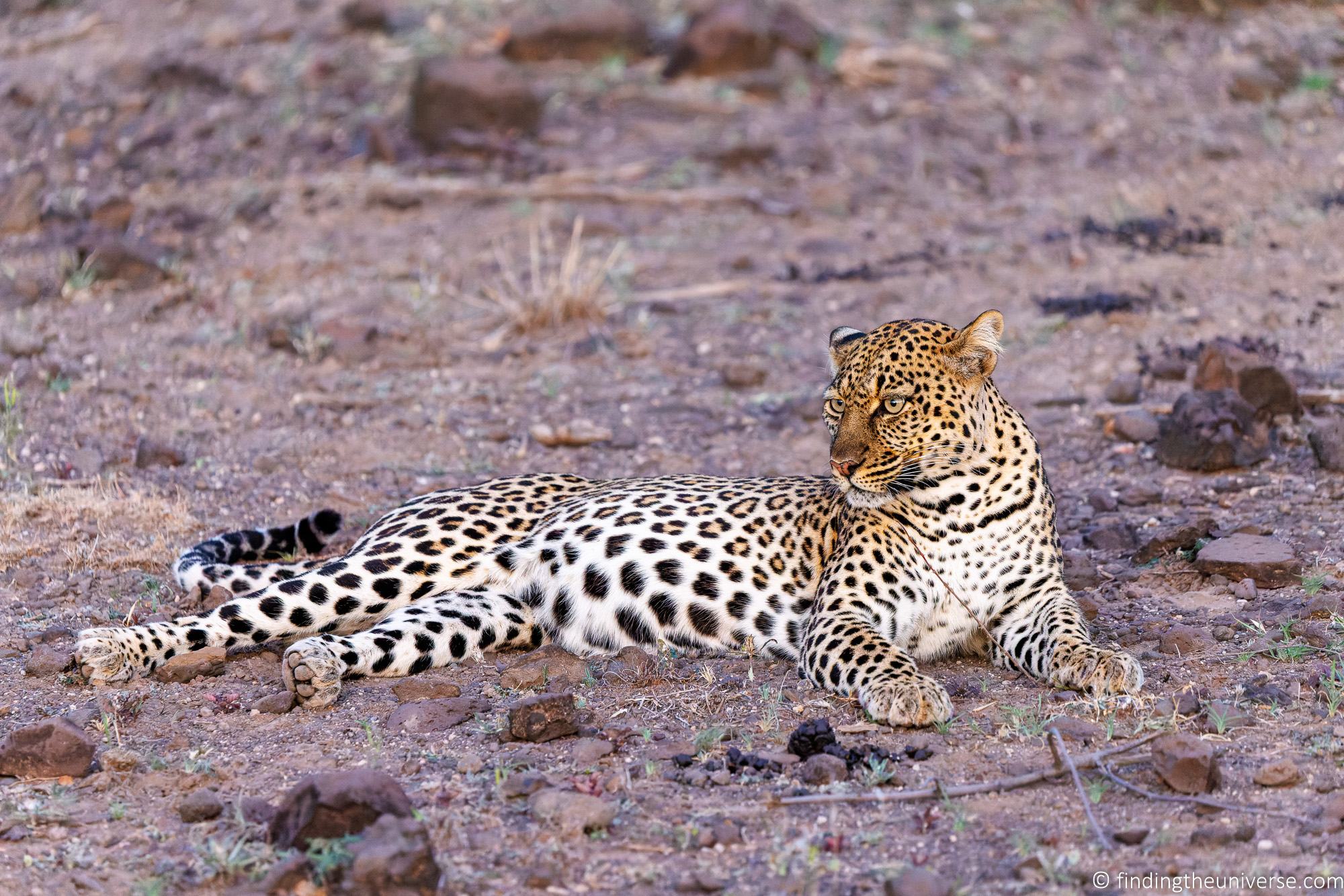 Leopard on ground Kenya